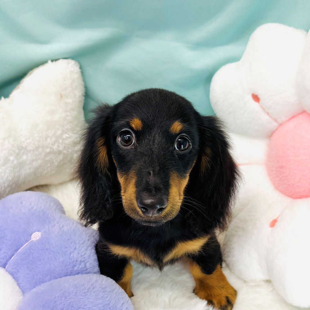 愛知県のミニチュアダックスフンド(ロング) (犬の家＆猫の里愛知刈谷店/2025年12月31日生まれ/男の子/ブラックタン)の子犬の1枚目の画像