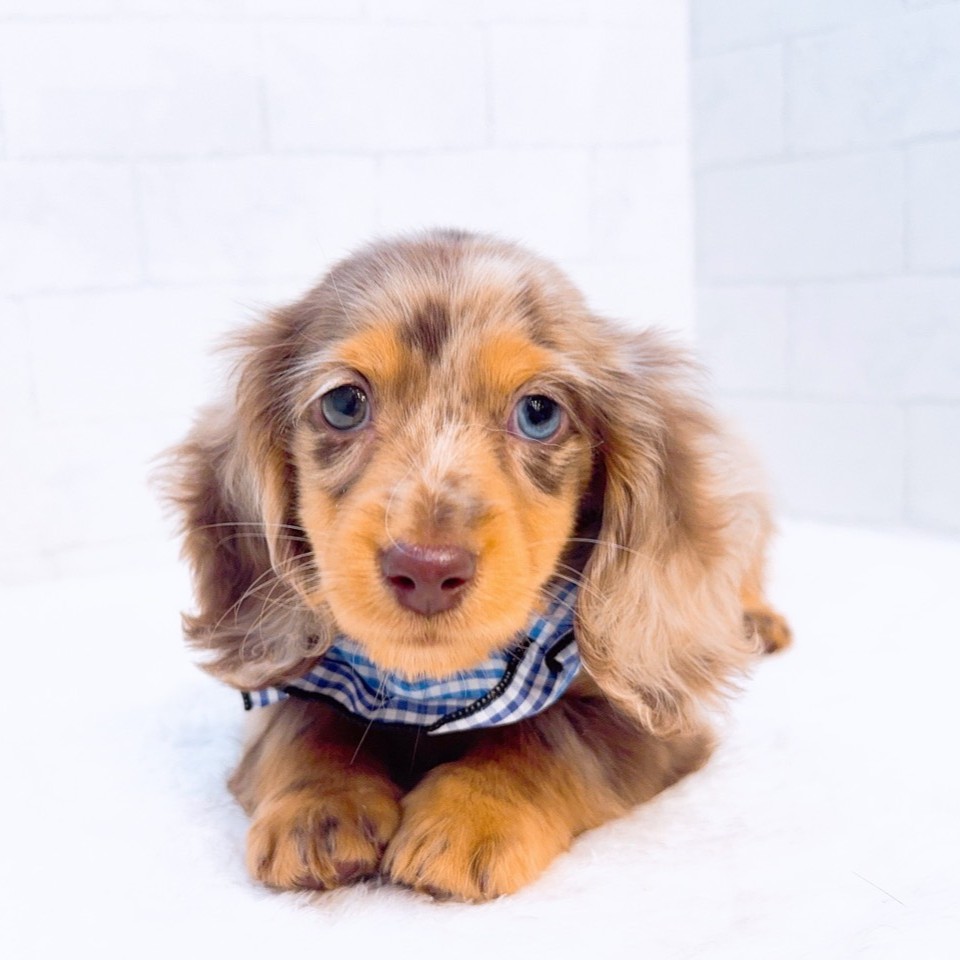 石川県のミニチュアダックスフンド(ロング) (犬の家＆猫の里金沢店/2025年12月31日生まれ/男の子/チョコレートダップル)の子犬の1枚目の画像