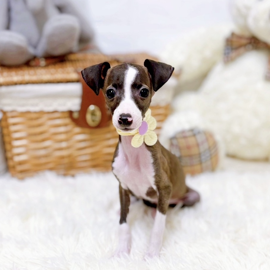 イタリアングレーハウンド(シールホワイト)の子犬を価格や特徴で