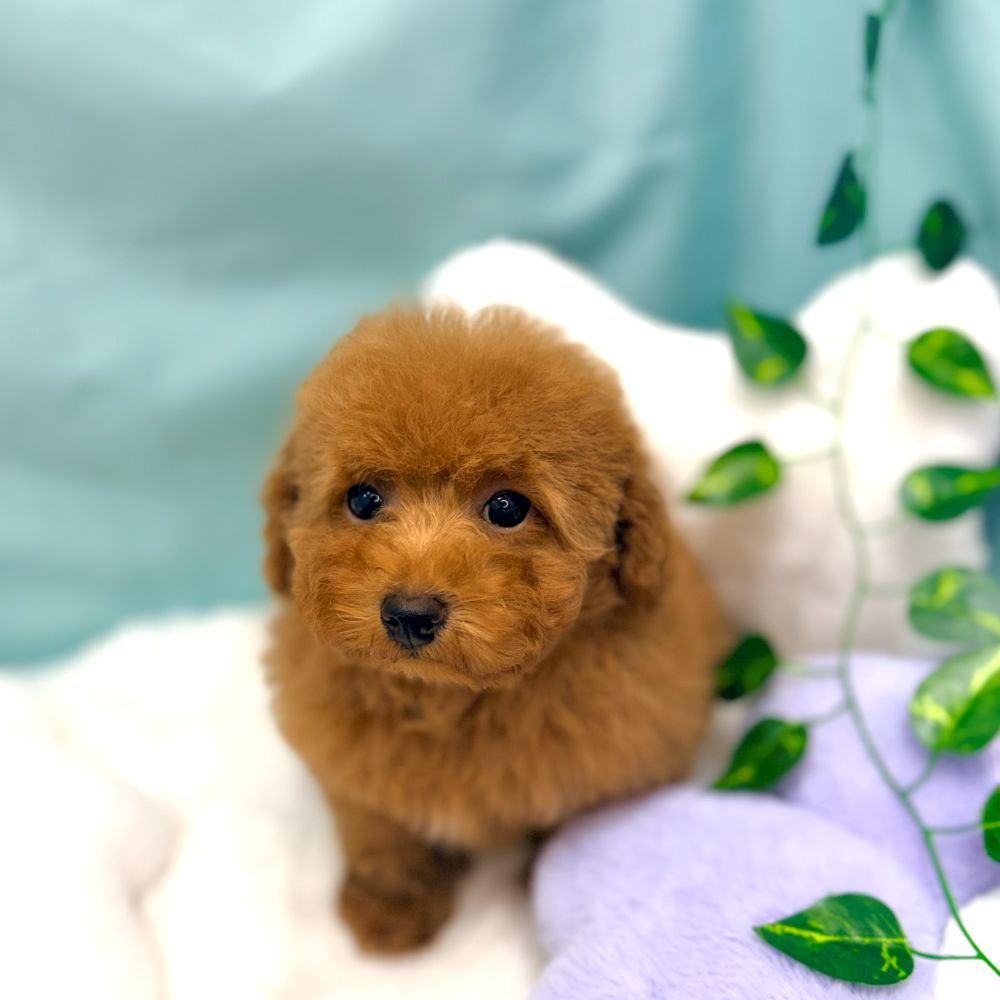 愛知県のトイプードル(トイ) (犬の家＆猫の里愛知刈谷店/2026年1月7日生まれ/女の子/レッドフォーン)の子犬の1枚目の画像