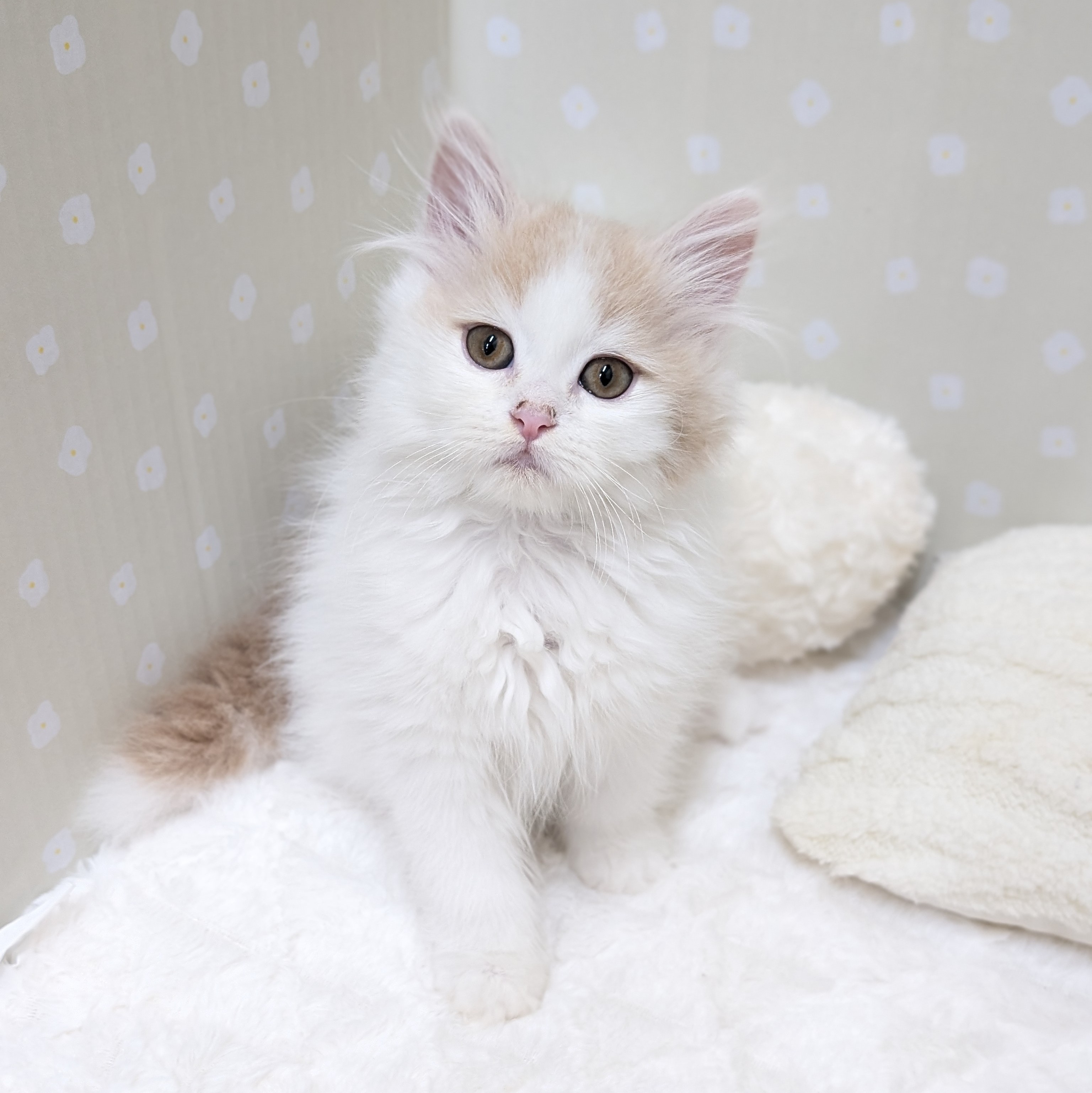 愛知県のサイベリアン (犬の家＆猫の里安城店/2026年1月7日生まれ/女の子/クリームタビーホワイト)の子猫の1枚目の画像