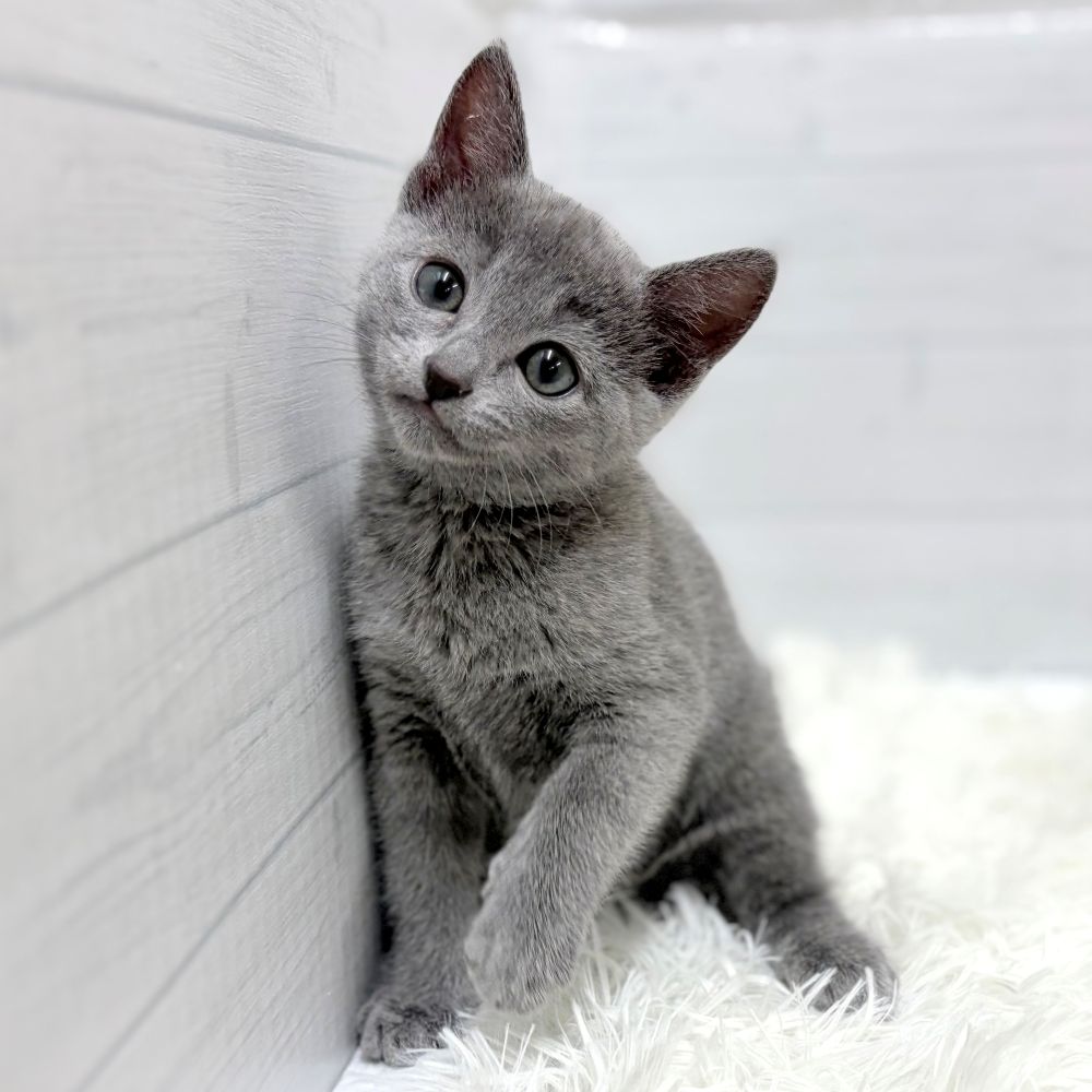 ロシアンブルー女の子の写真