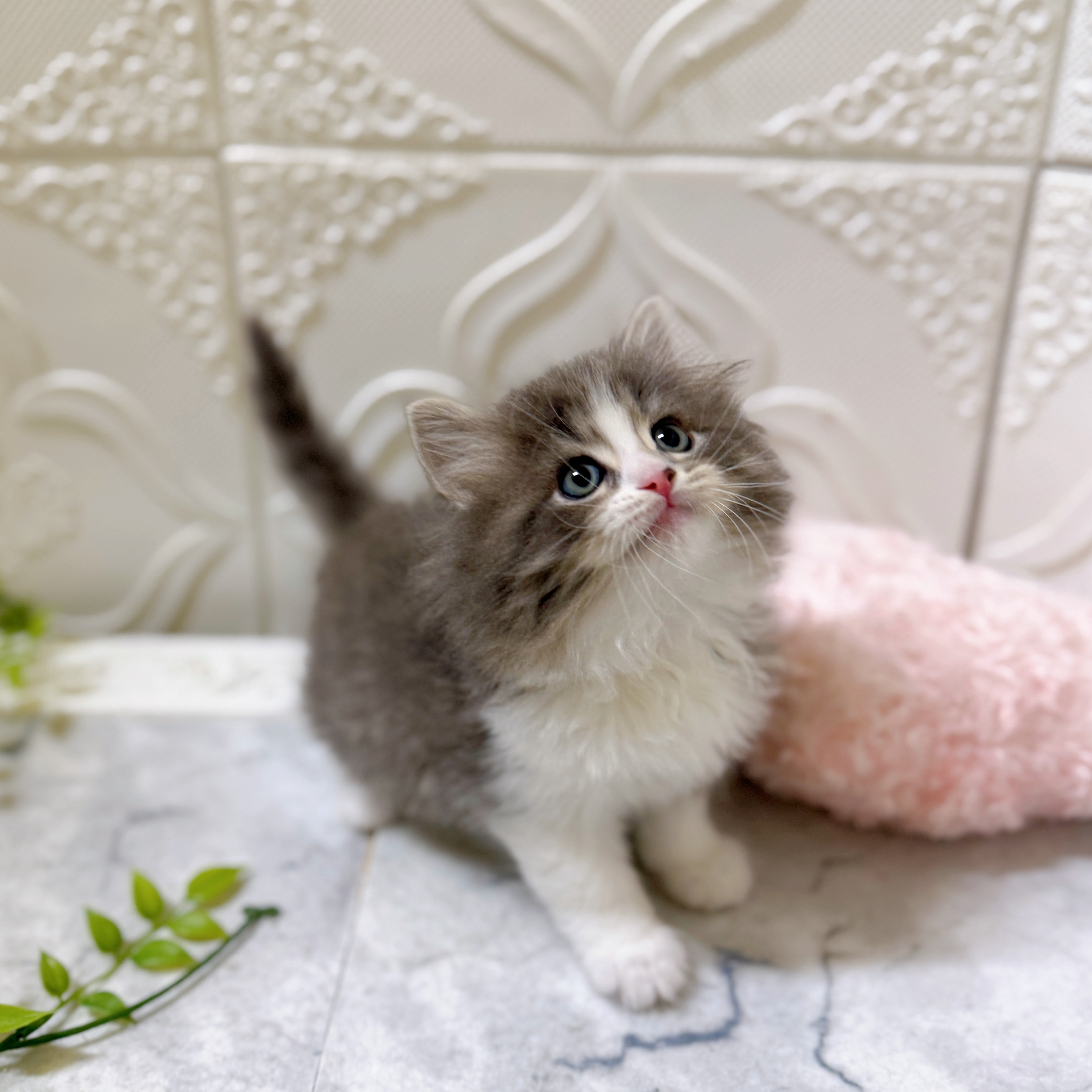 サイベリアン男の子の写真