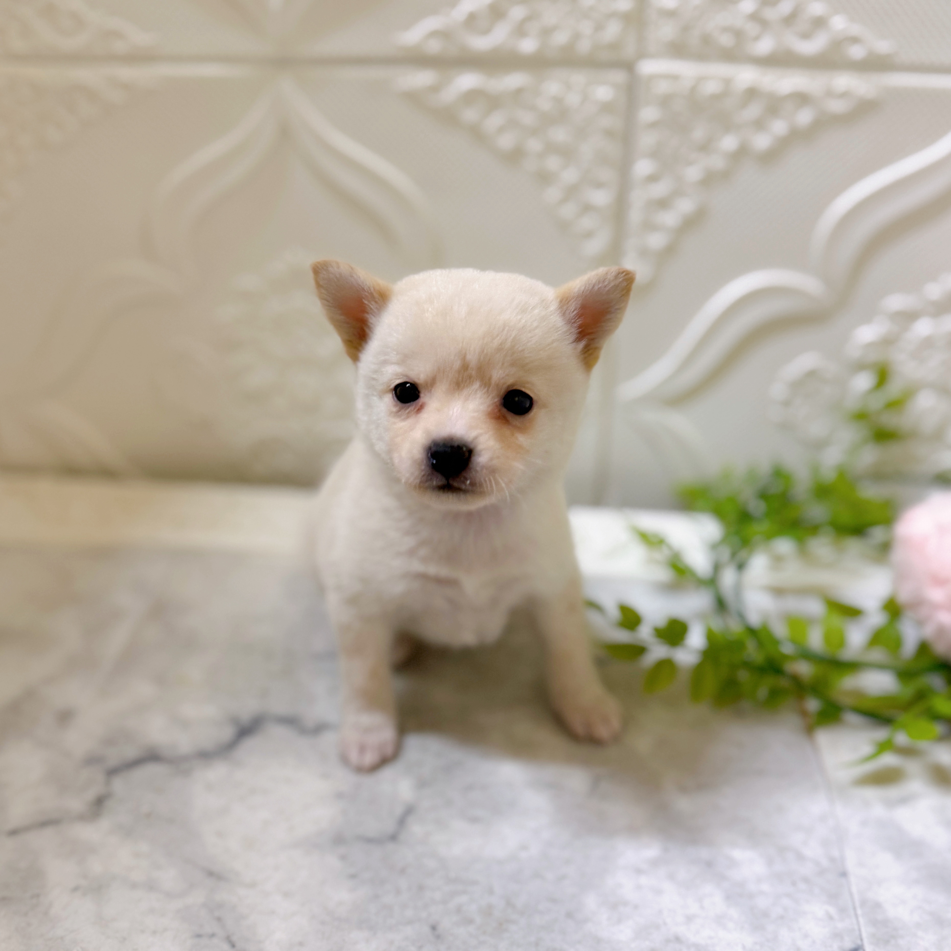 ハーフ犬女の子の写真