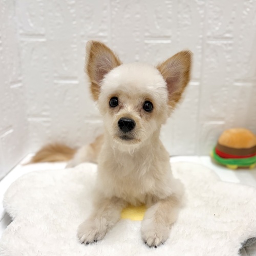 ハーフ犬男の子の写真