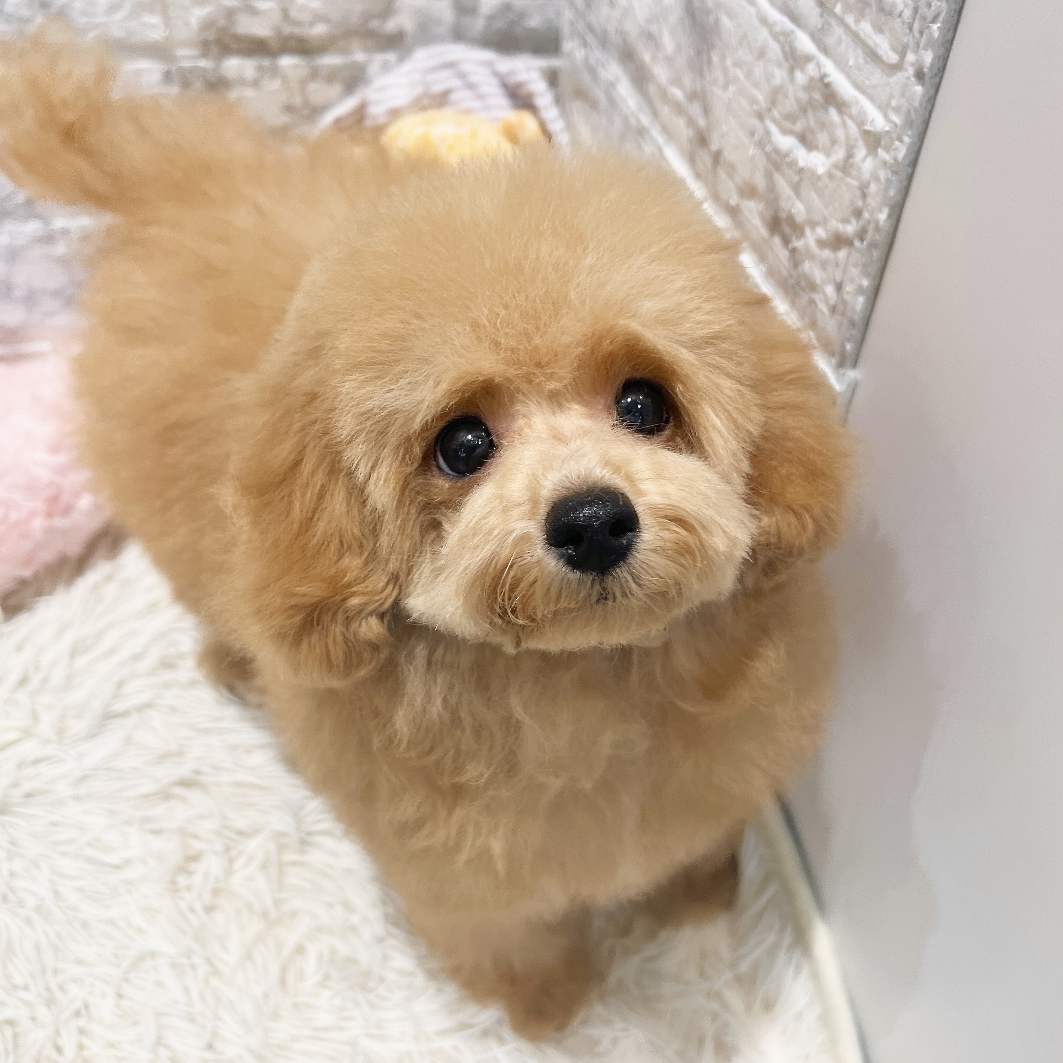 愛知県のトイプードル(トイ) (犬の家＆猫の里MiO香久山店/2026年1月20日生まれ/男の子/オレンジフォーン)の子犬の1枚目の画像