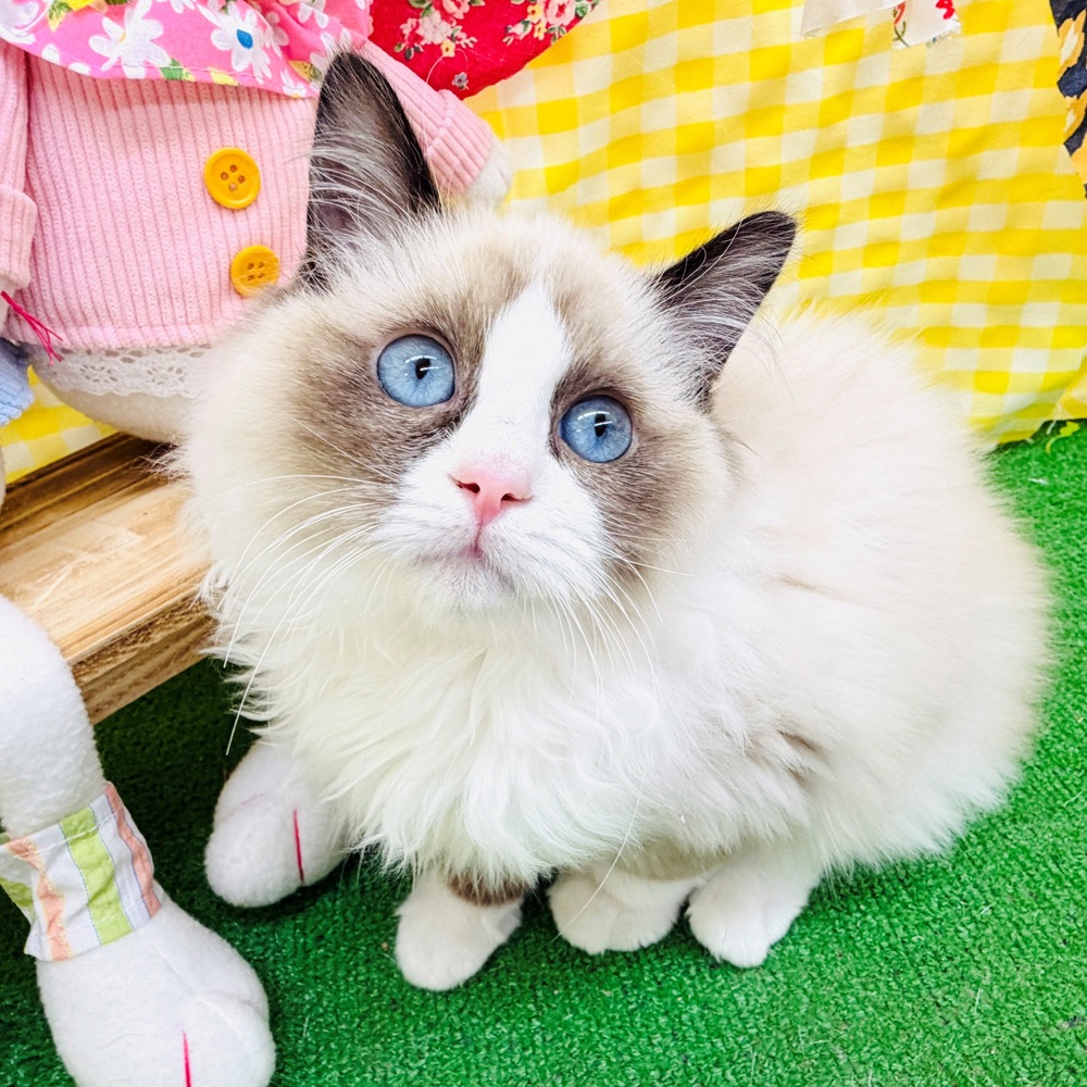 生体画像１０