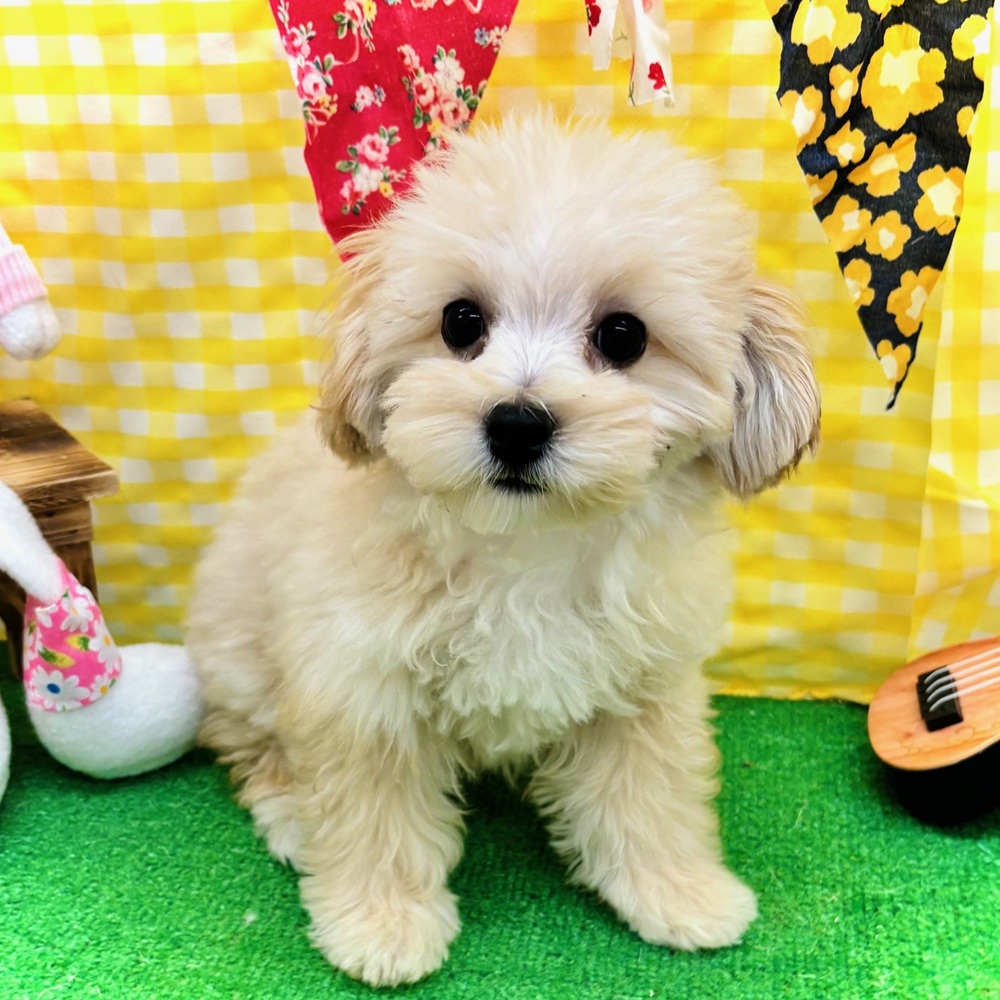 愛知県のマルプー(マルチーズ×プードル) (犬の家＆猫の里名古屋天白店/2026年1月24日生まれ/男の子/アプリコット)の子犬の1枚目の画像