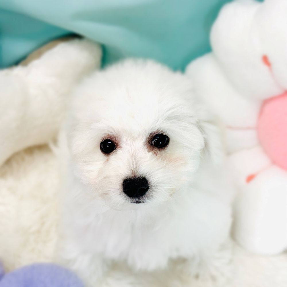 愛知県のビションフリーゼ (犬の家＆猫の里愛知刈谷店/2026年1月21日生まれ/男の子/ホワイト)の子犬の1枚目の画像