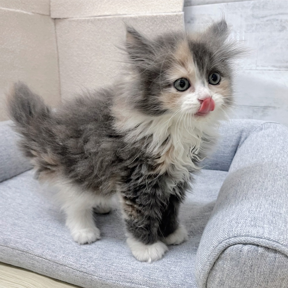 長野県のサイベリアン (犬の家＆猫の里塩尻店/2026年1月27日生まれ/女の子/ダイリュートキャリコ)の子猫の1枚目の画像