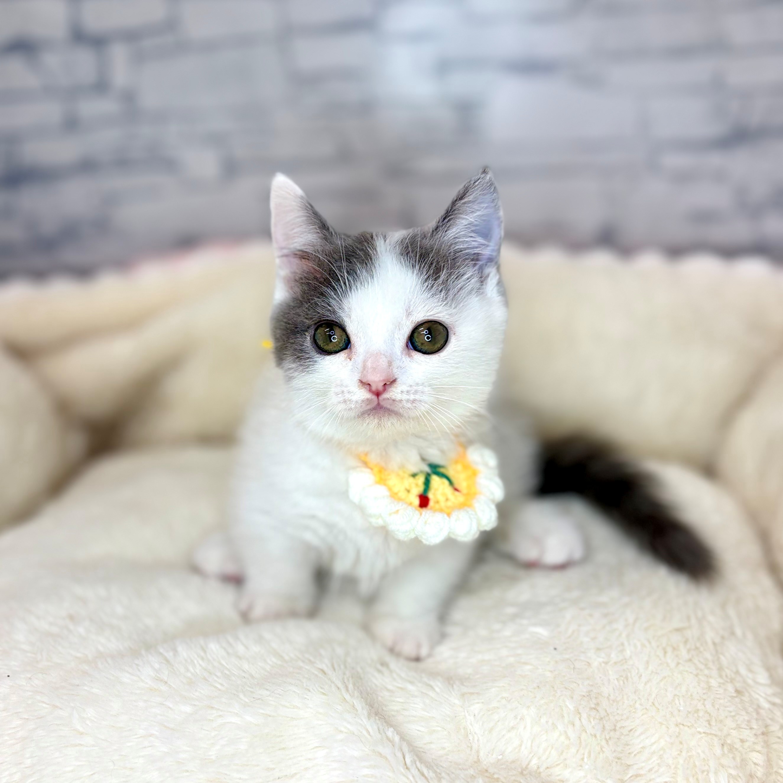 長野県のマンチカン (犬の家＆猫の里長野店/2026年2月1日生まれ/男の子/ブルーホワイト)の子猫の1枚目の画像