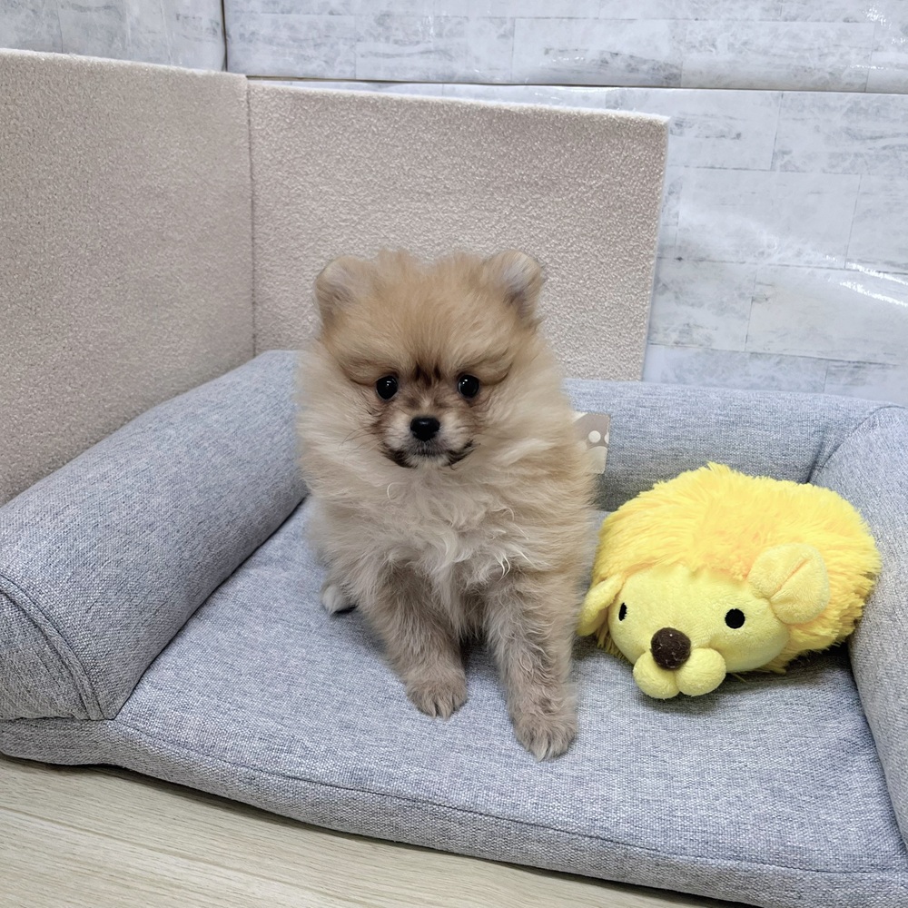 長野県のポメラニアン (犬の家＆猫の里塩尻店/2026年2月1日生まれ/女の子/オレンジ)の子犬