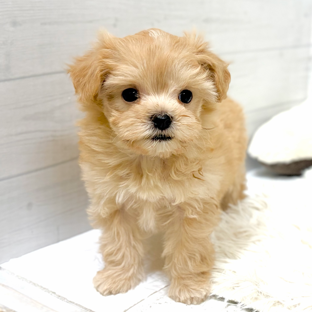 ハーフ犬女の子の写真