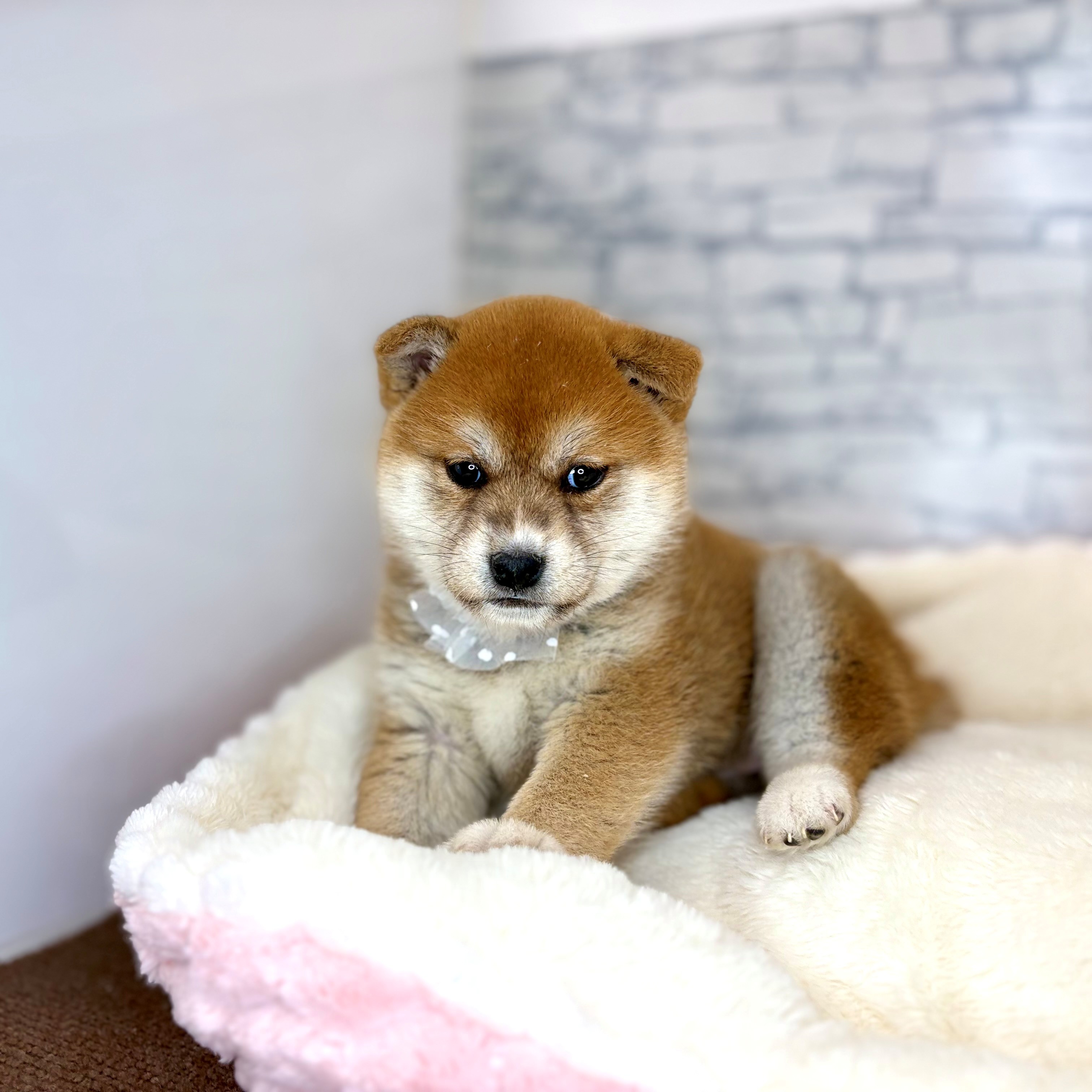 長野県の柴犬(標準サイズ) (犬の家＆猫の里長野店/2026年2月2日生まれ/女の子/赤)の子犬の1枚目の画像