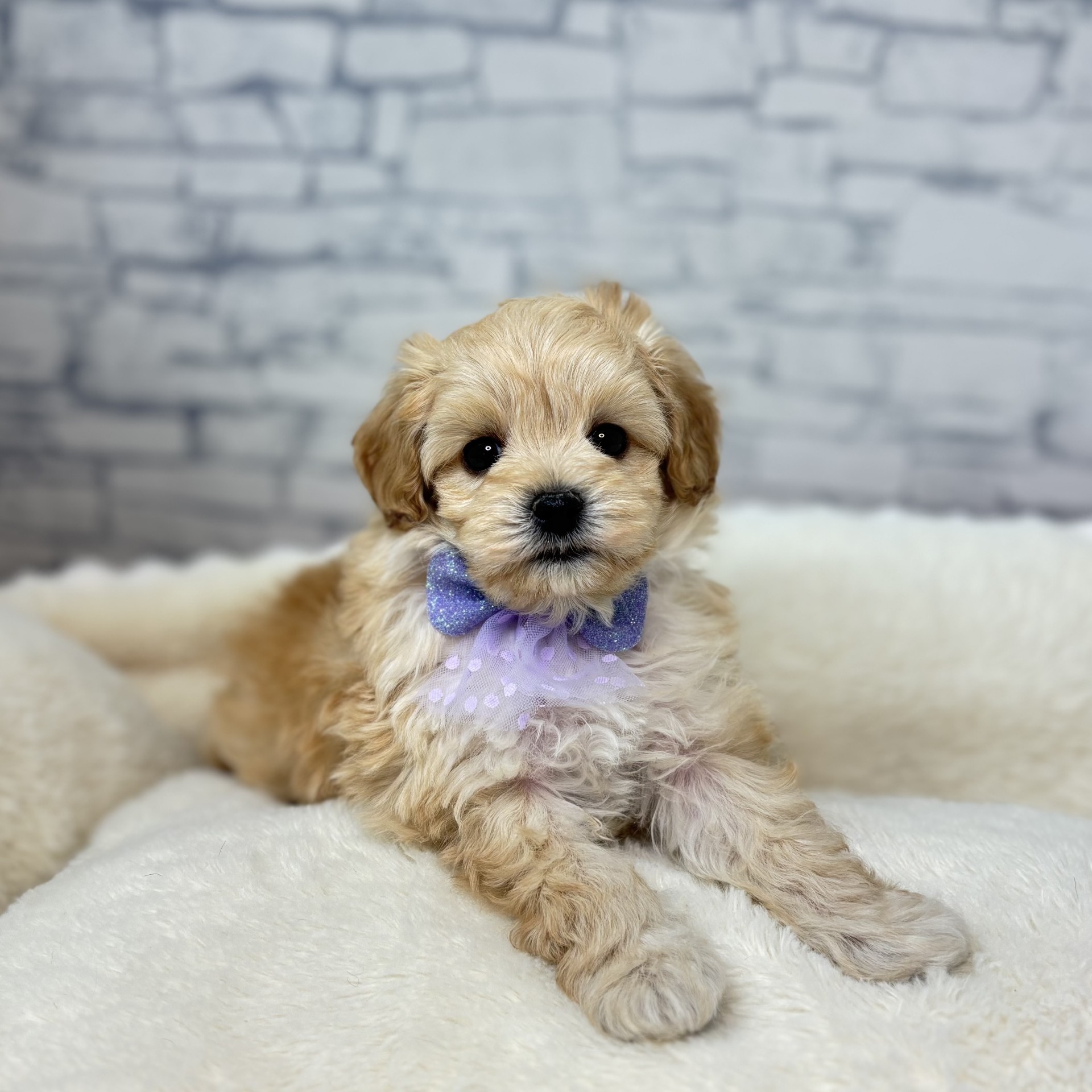 ハーフ犬男の子の写真