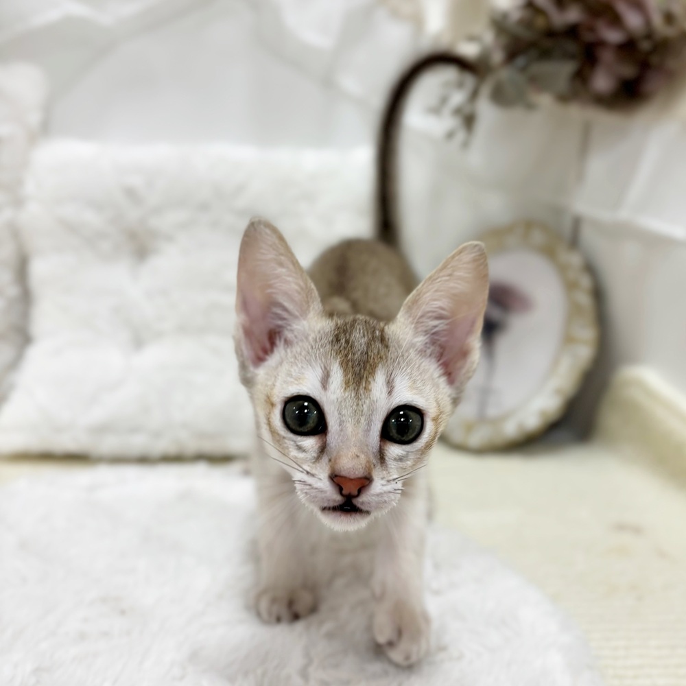 岐阜県のシンガプーラ (犬の家＆猫の里カラフルタウン岐阜店/2026年2月11日生まれ/男の子/セピアアグーティ)の子猫の1枚目の画像