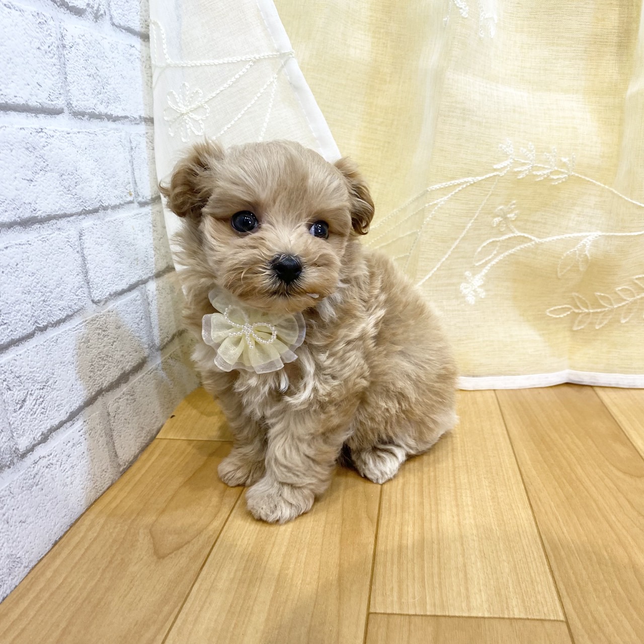 ハーフ犬女の子の写真