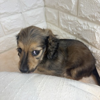 東京都のミニチュアダックスフンド(ロング) (犬の家＆猫の里新宿店/2026年2月15日生まれ/男の子/シェーデットイエロー)の子犬の1枚目の画像