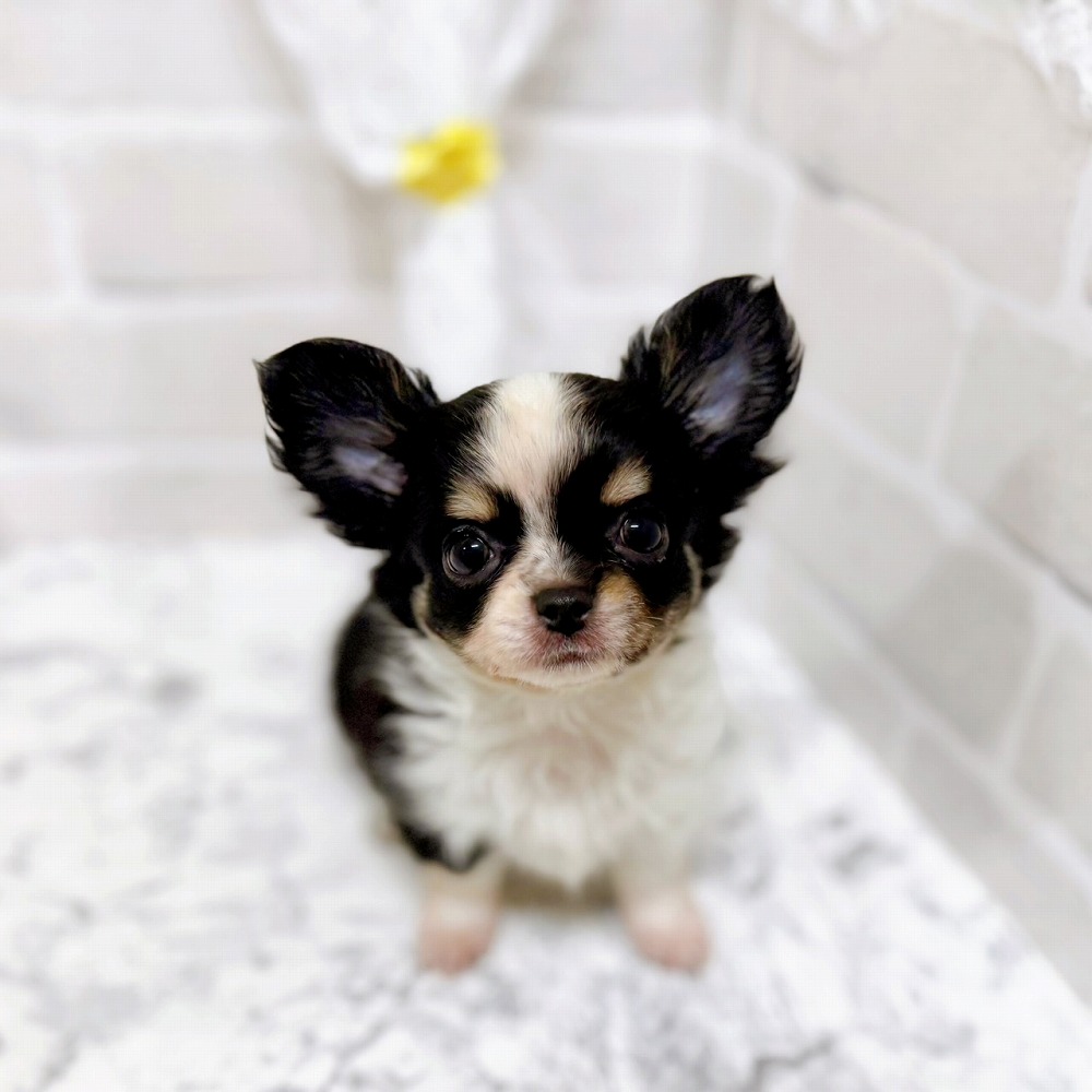 京都府のチワワ(ロング) (犬の家＆猫の里京都精華店/2026年2月18日生まれ/女の子/ブラックタンホワイト)の子犬の1枚目の画像