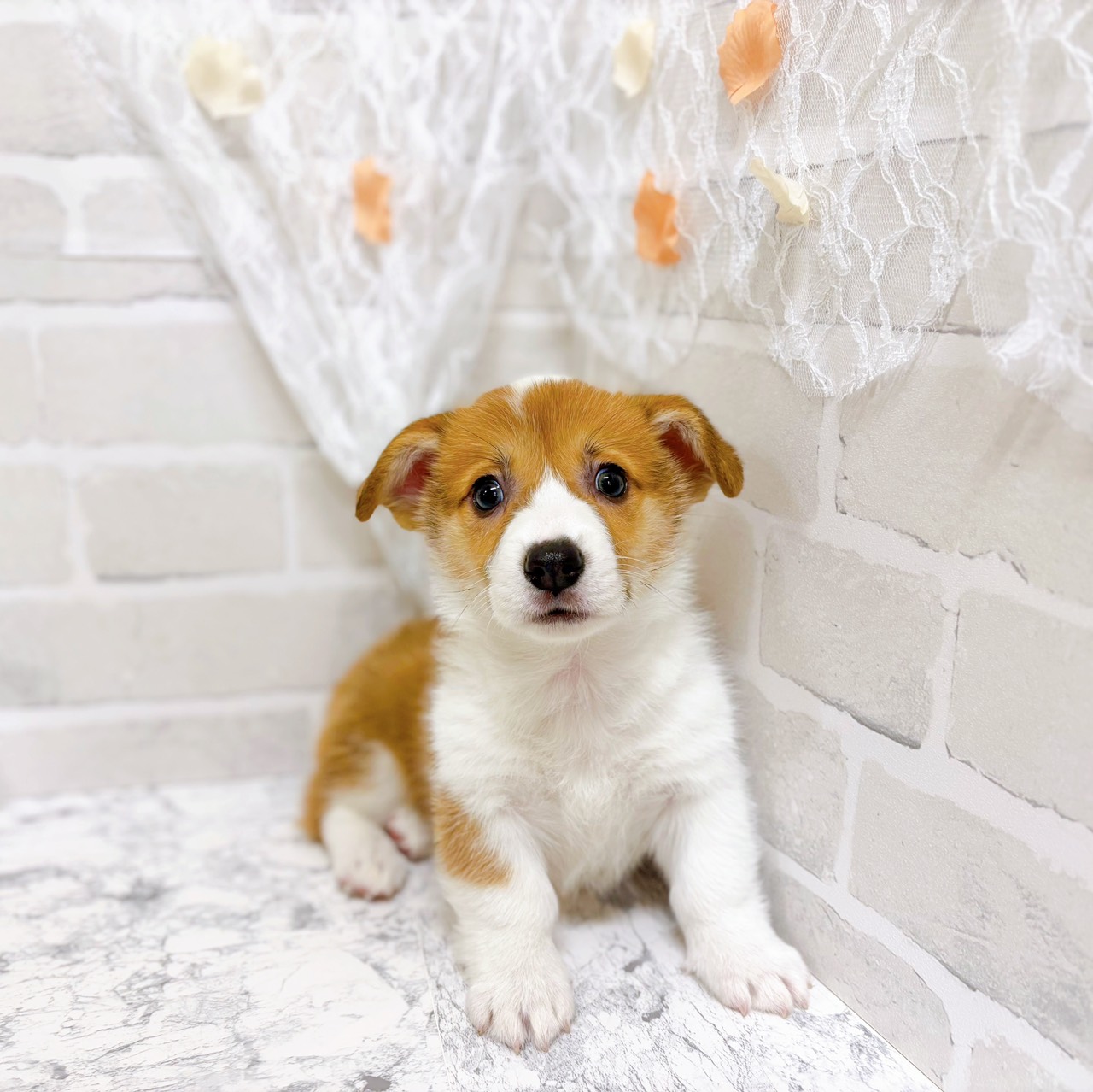 京都府のウェルシュコーギーペンブローク (犬の家＆猫の里京都精華店/2026年2月19日生まれ/男の子/セーブルホワイト)の子犬の1枚目の画像