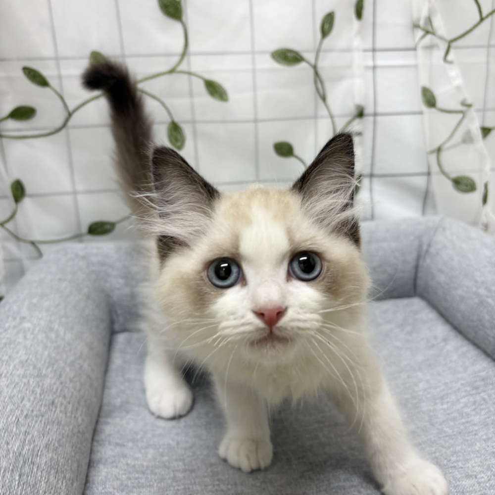 長野県のラグドール (犬の家＆猫の里塩尻店/2026年2月18日生まれ/男の子/シールポイントバイカラー)の子猫の1枚目の画像