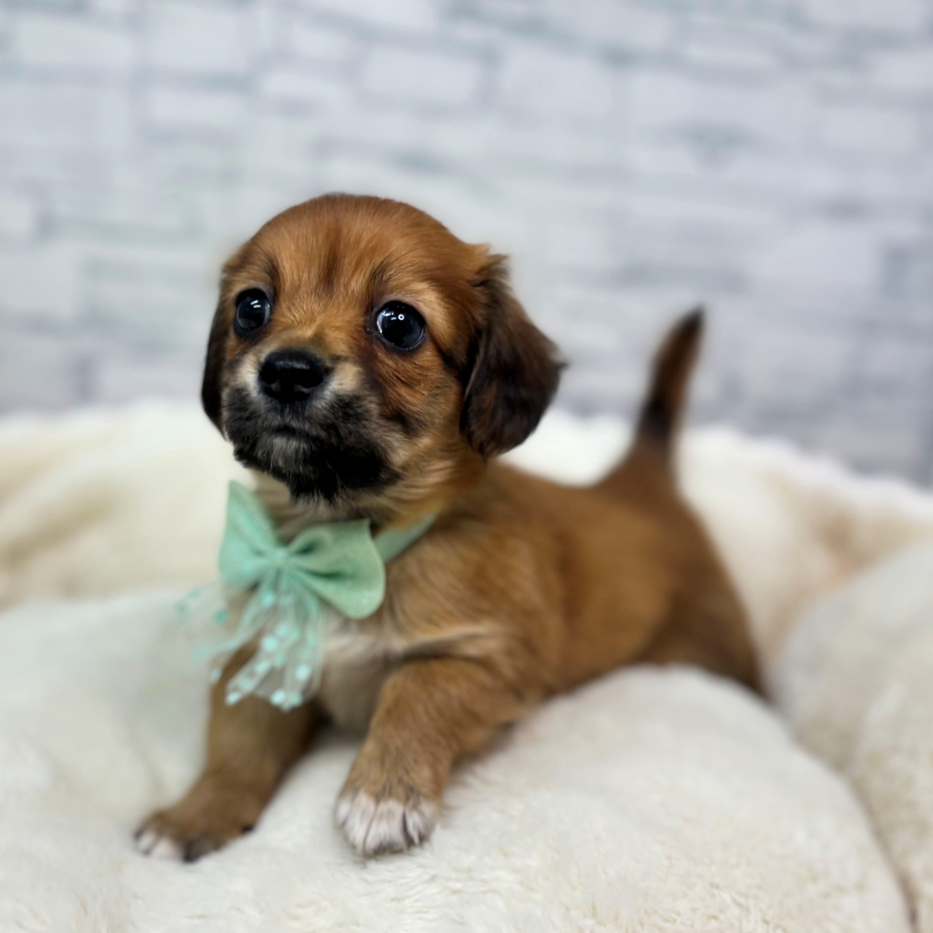 長野県のチワックス(チワワ×ダックス) (犬の家＆猫の里長野店/2026年2月24日生まれ/男の子/レッド)の子犬の1枚目の画像