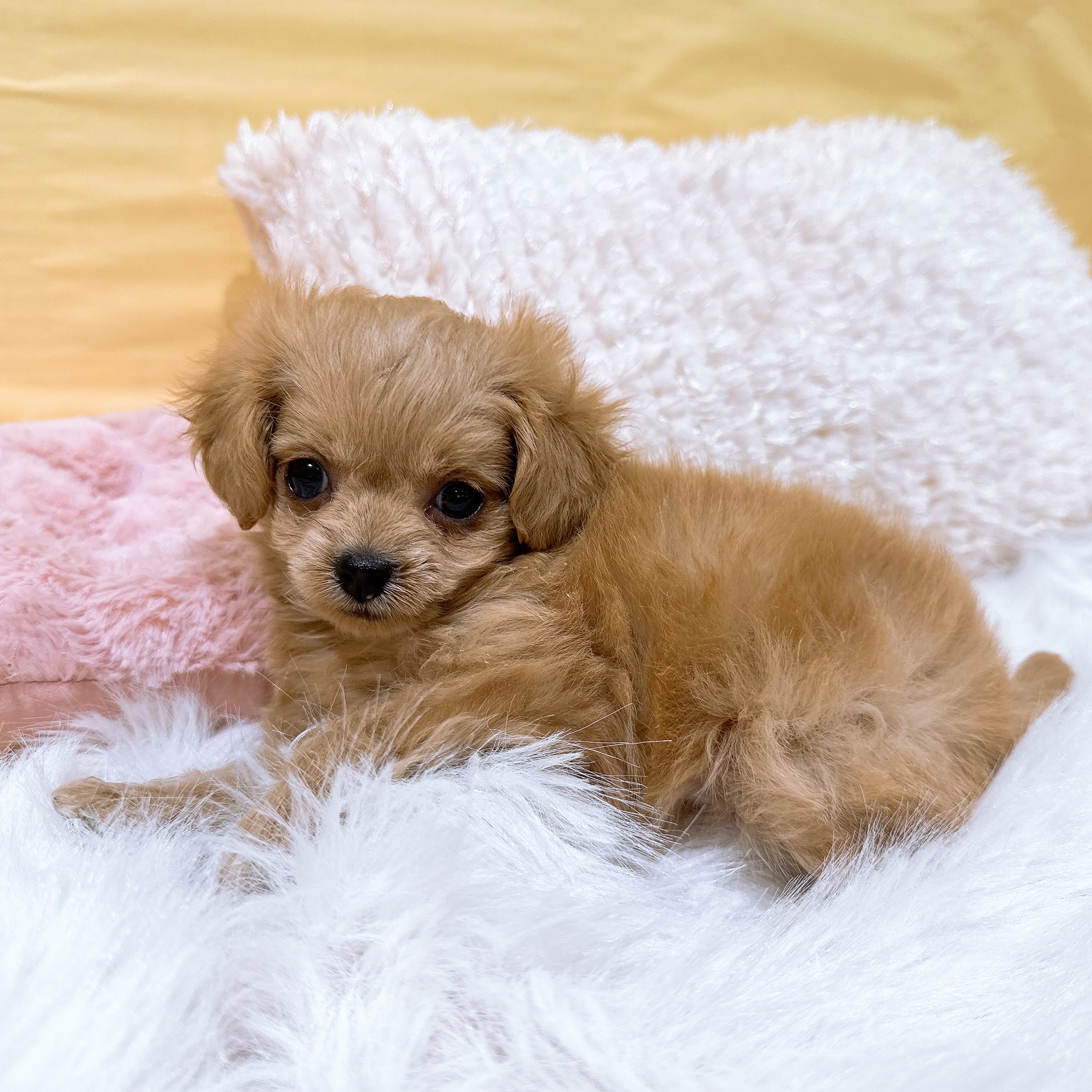 神奈川県のチワプー/プーチー(チワワ×プードル) (犬の家＆猫の里元住吉ブレーメン通り店/2026年2月19日生まれ/女の子/レッド)の子犬の1枚目の画像