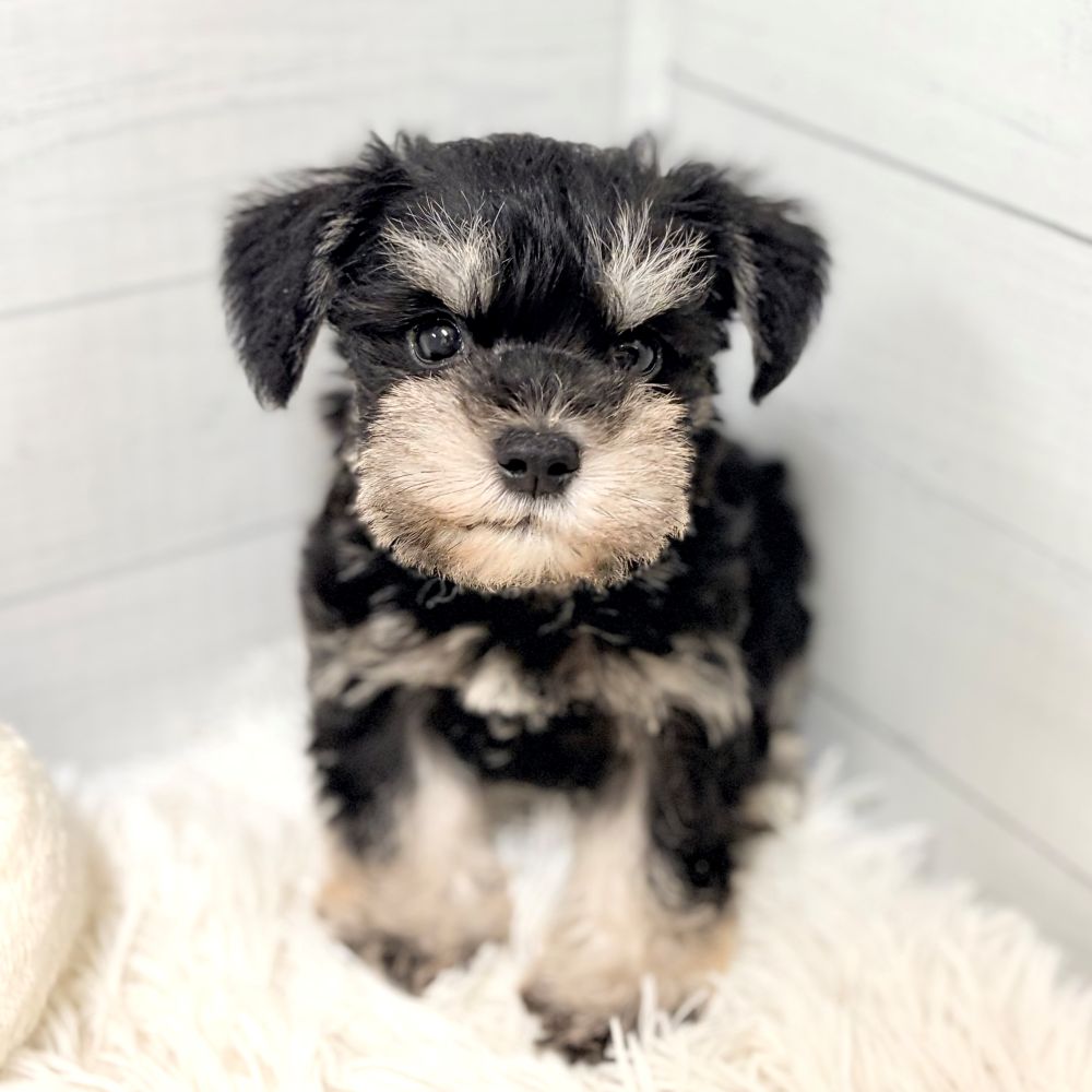 ミニチュアシュナウザー男の子の写真