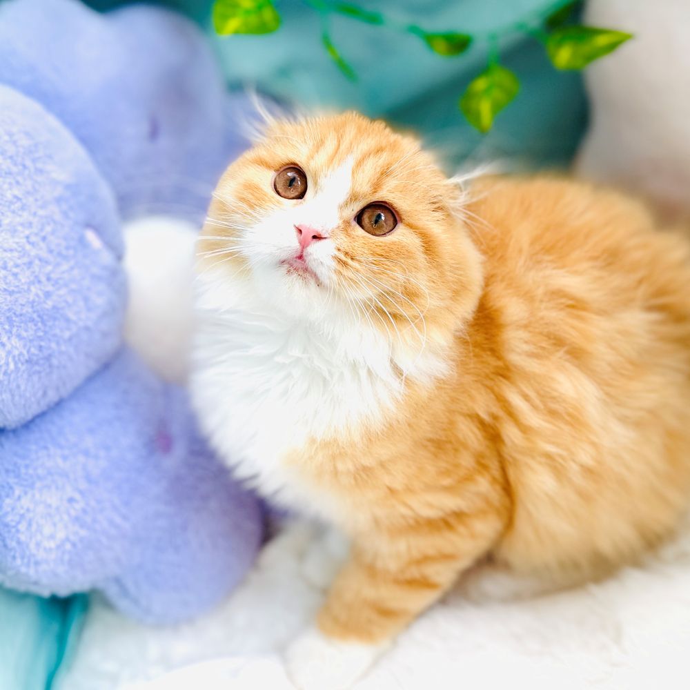 生体画像１０