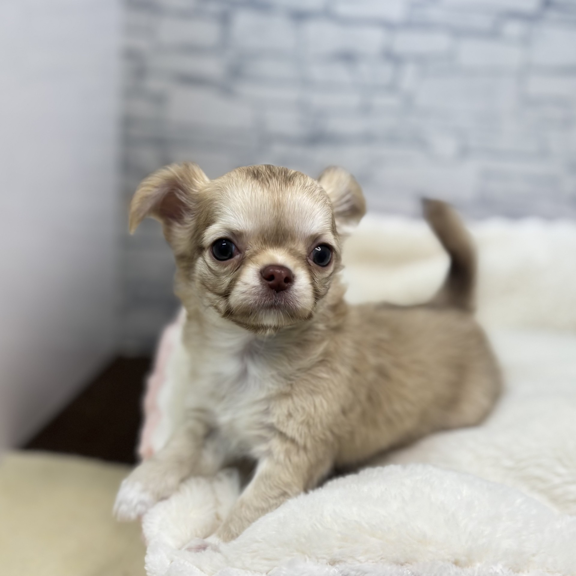 チワワ（ロング）男の子の写真