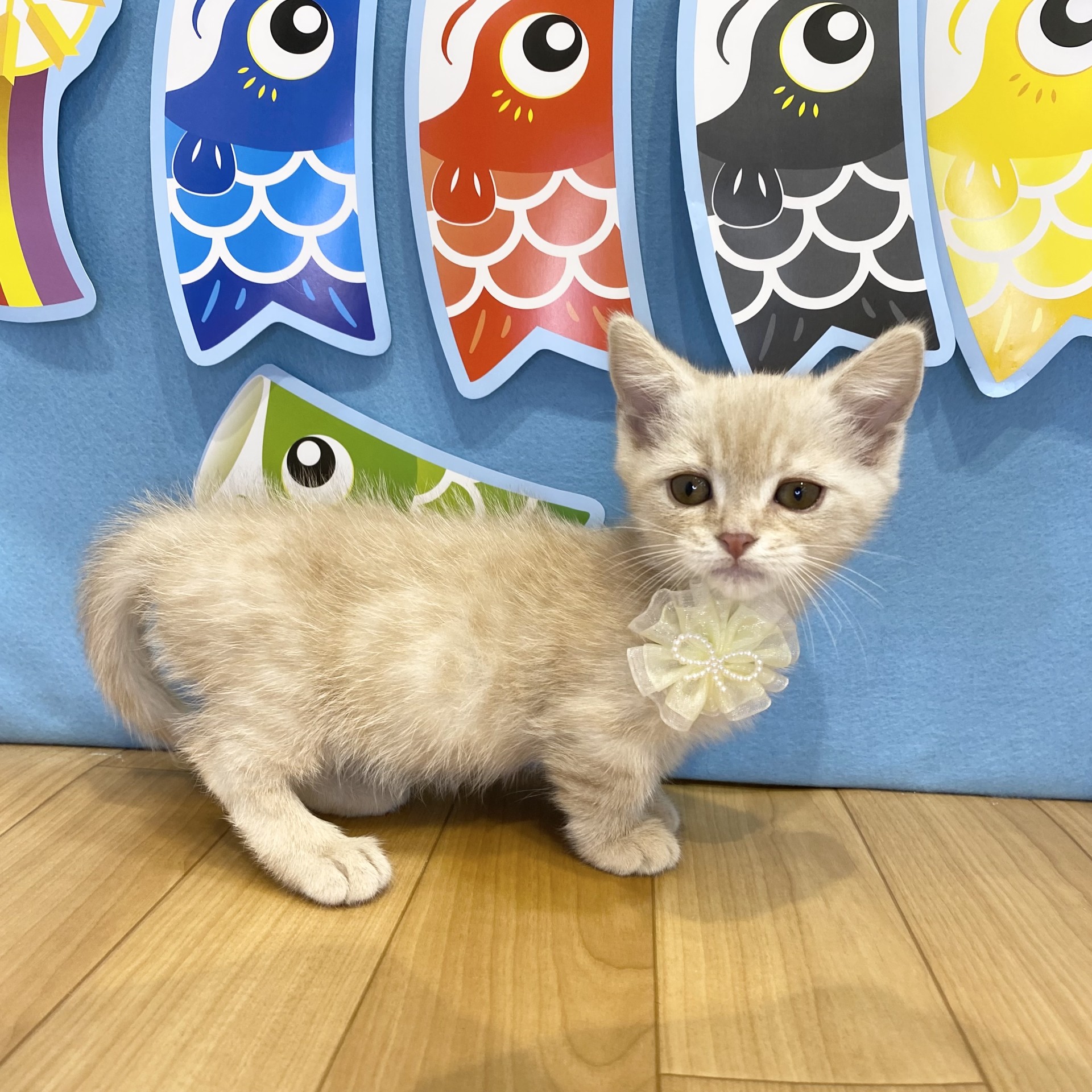 長野県のマンチカン (犬の家＆猫の里カインズ梓川店/2026年3月4日生まれ/男の子/クリームタビー)の子猫の1枚目の画像