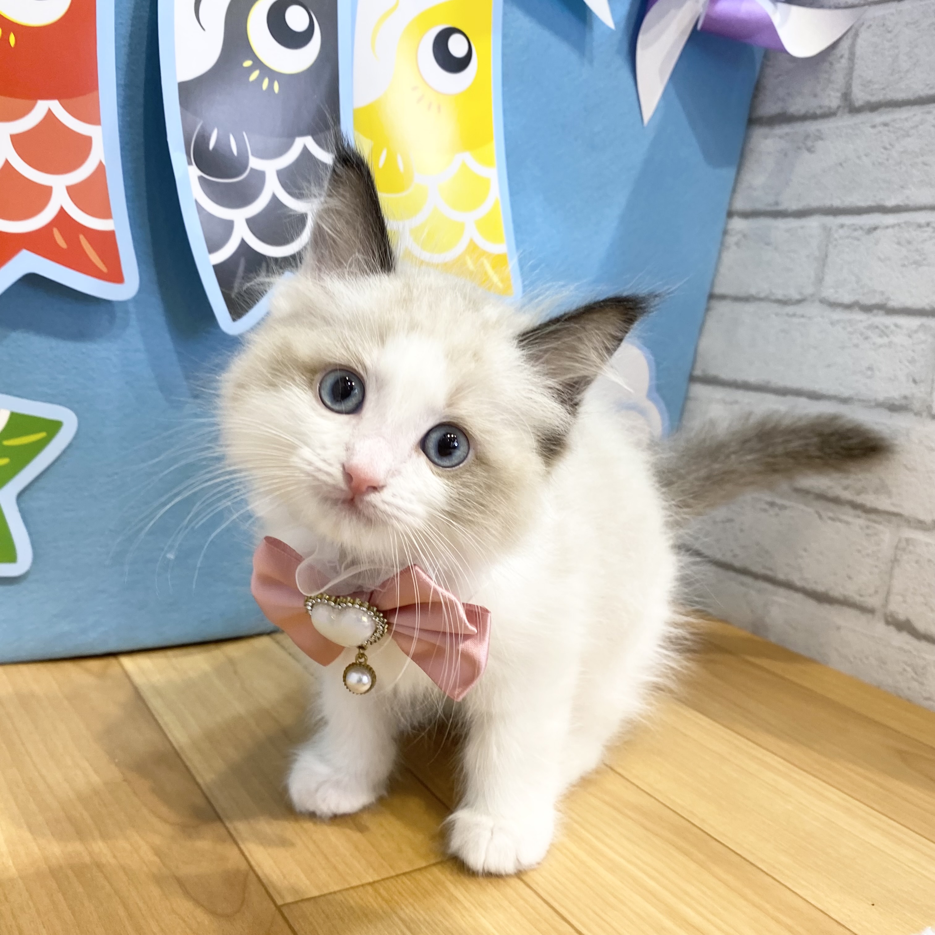 長野県のラグドール (犬の家＆猫の里カインズ梓川店/2026年3月8日生まれ/男の子/シールポイントバイカラー)の子猫の1枚目の画像