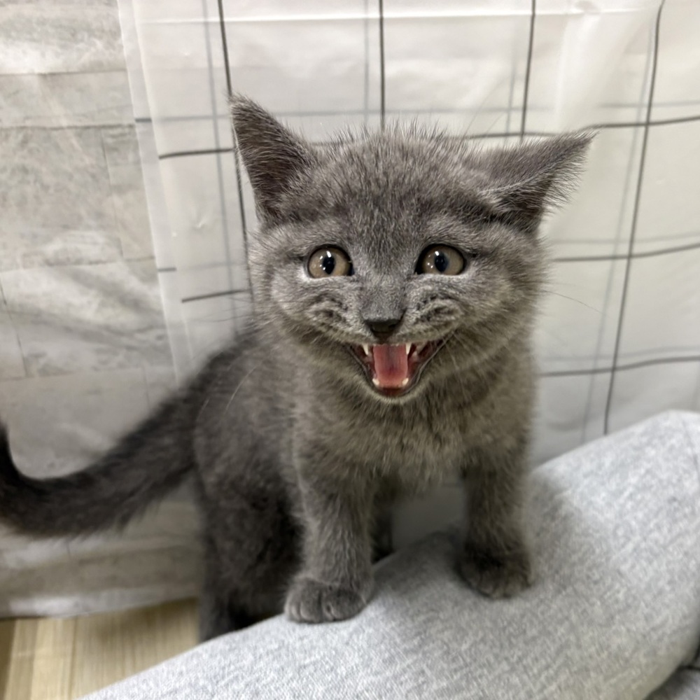 長野県のブリティッシュショートヘアー (犬の家＆猫の里塩尻店/2026年3月9日生まれ/男の子/ブルー)の子猫の1枚目の画像