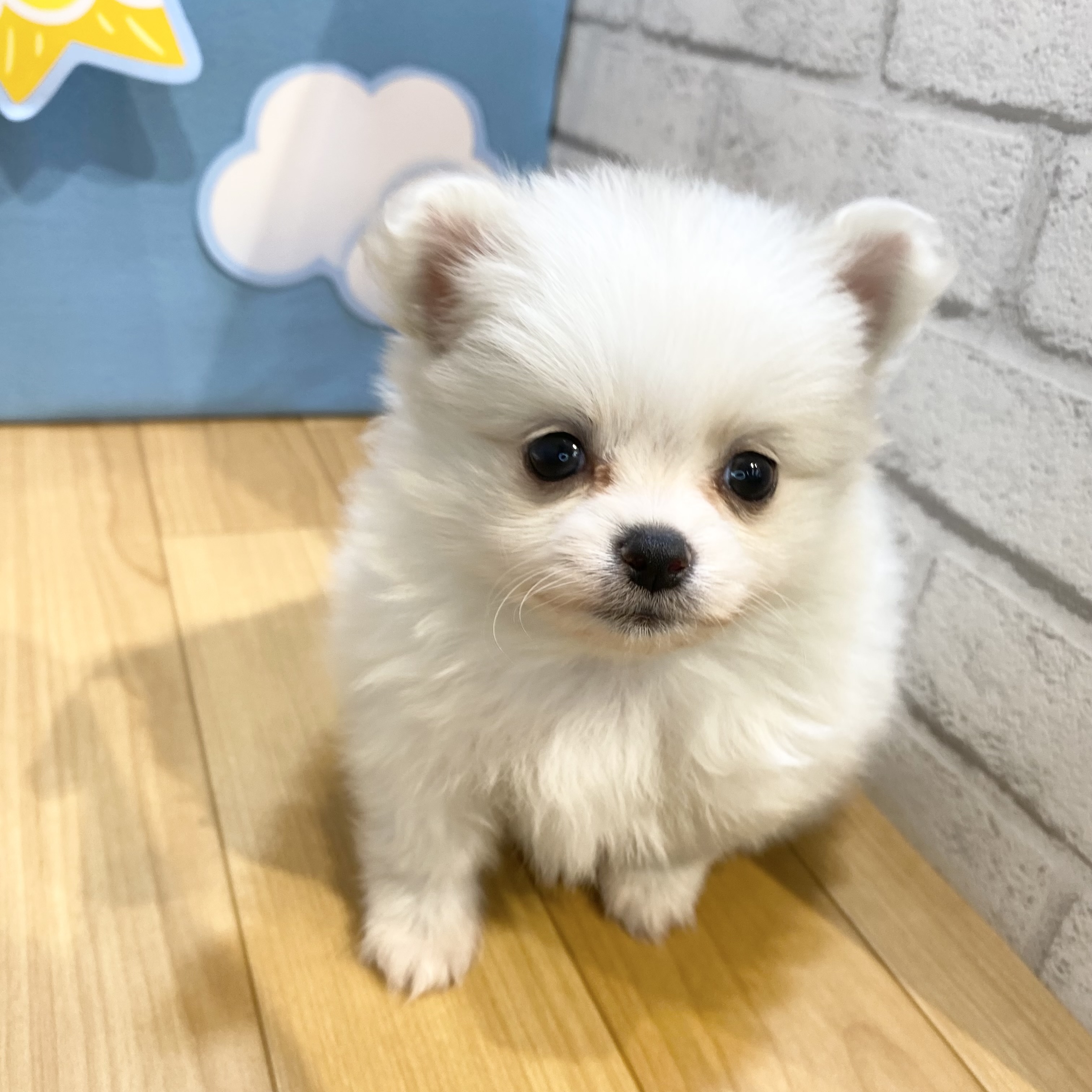 生体画像１０