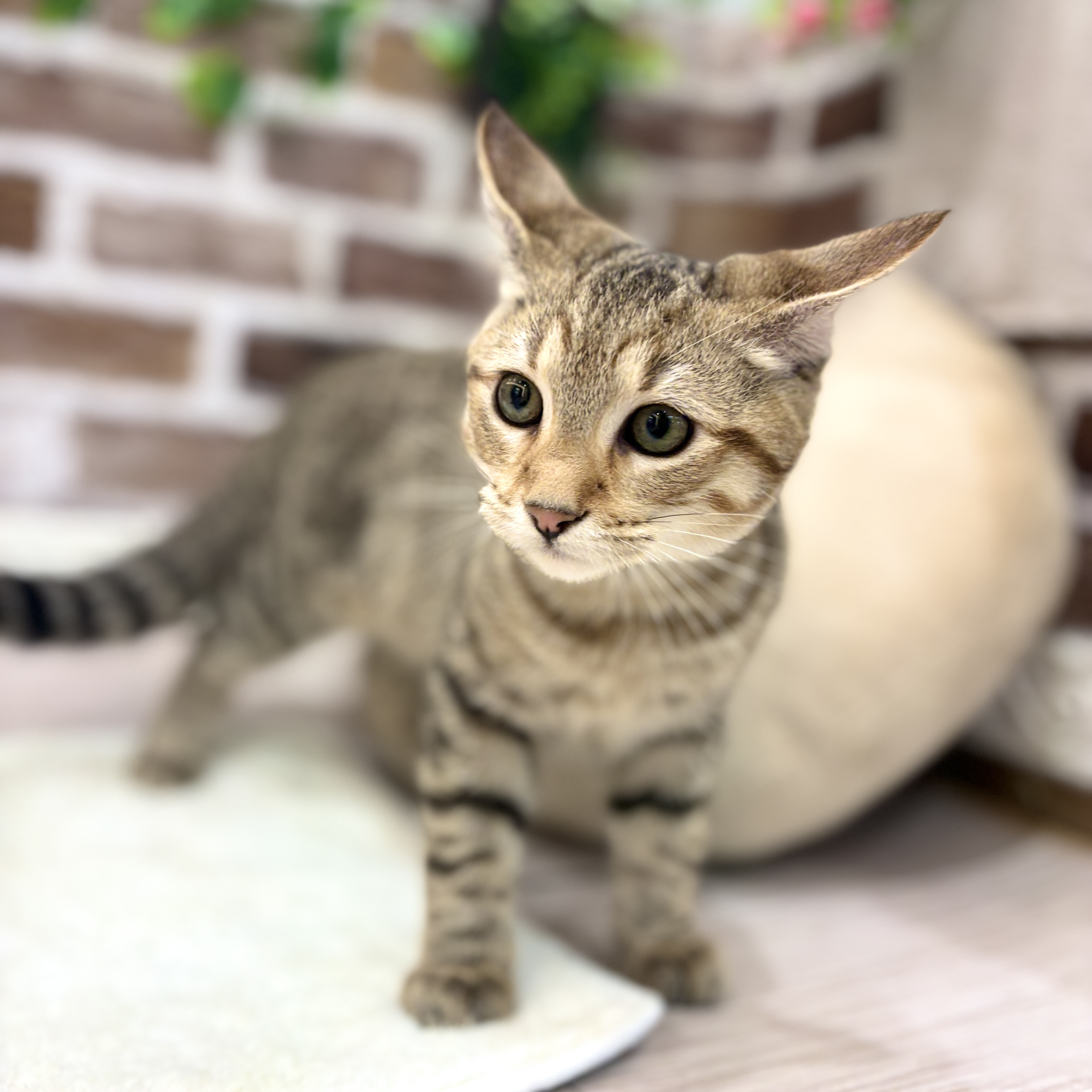 三重県のマンチカン (犬の家＆猫の里三重桑名店/2026年3月6日生まれ/男の子/ブラウンタビー)の子猫の1枚目の画像
