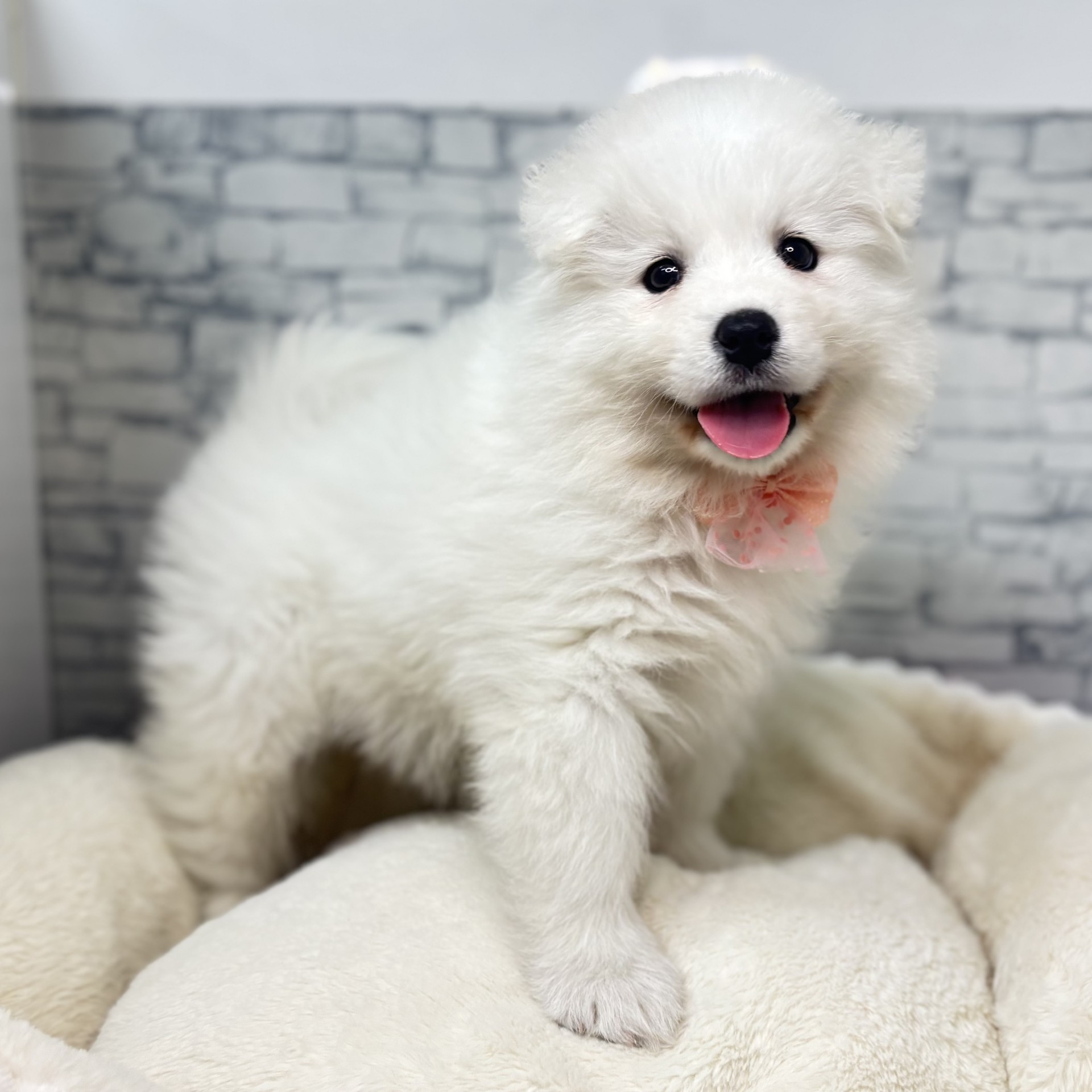 長野県のサモエド (犬の家＆猫の里長野店/2026年3月15日生まれ/女の子/ホワイト)の子犬の1枚目の画像