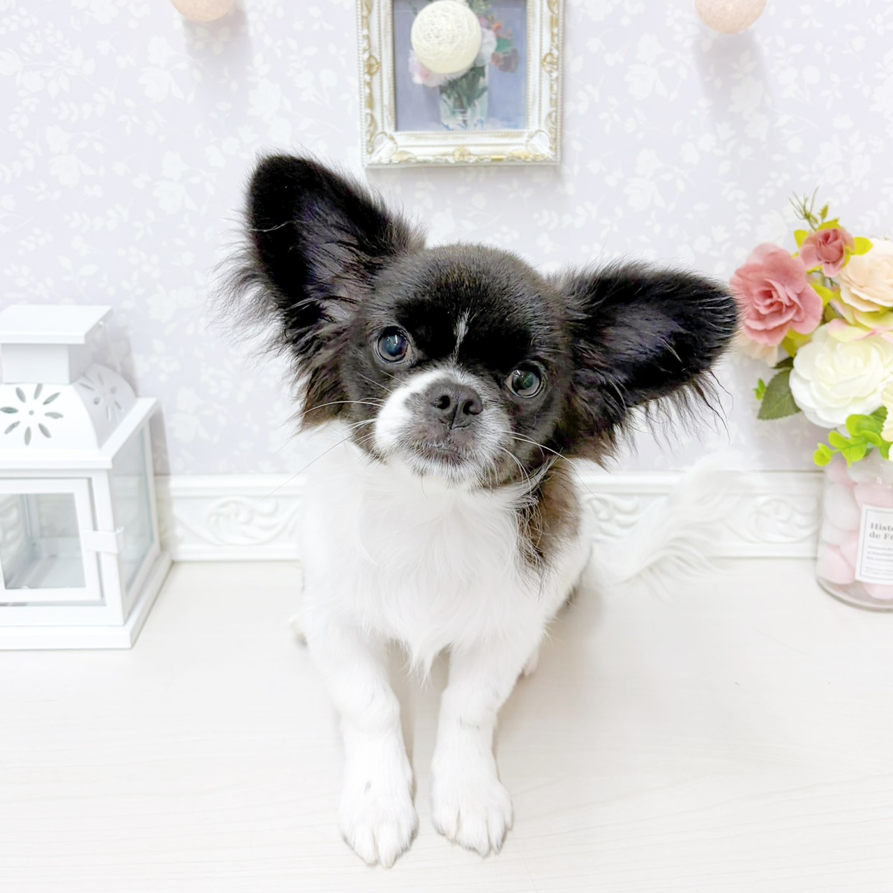 ハーフ犬男の子の写真