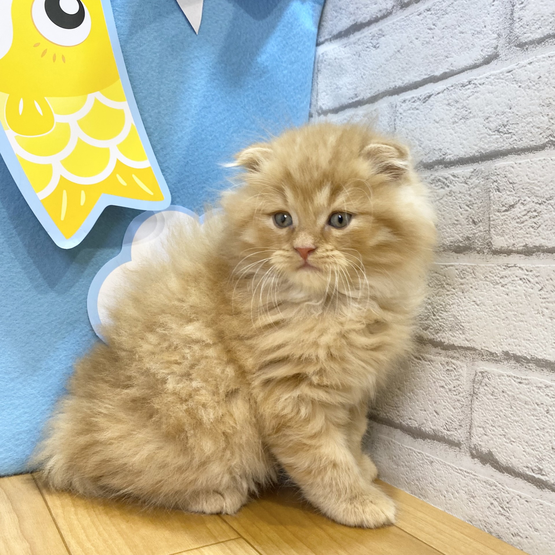 生体画像１０