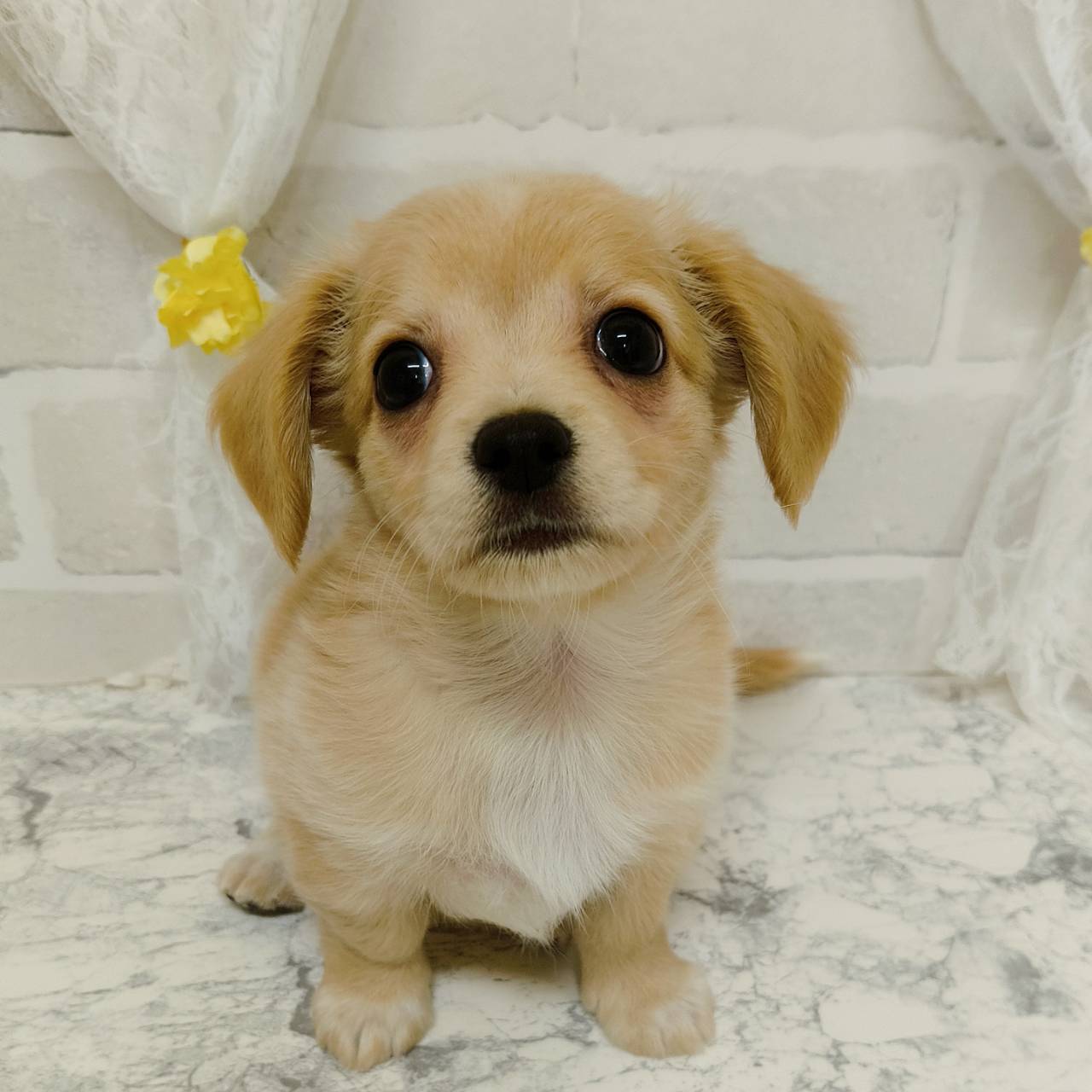 京都府のチワックス(チワワ×ダックス) (犬の家＆猫の里京都精華店/2026年3月14日生まれ/男の子/イエロー)の子犬の1枚目の画像
