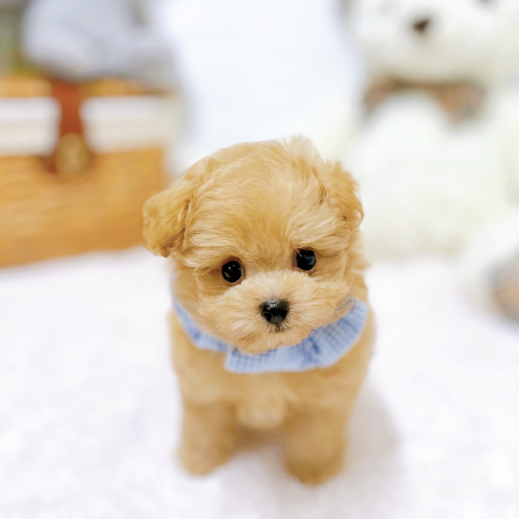 滋賀県のミックス犬・ハーフ犬の子犬を価格や特徴で探す|ペット