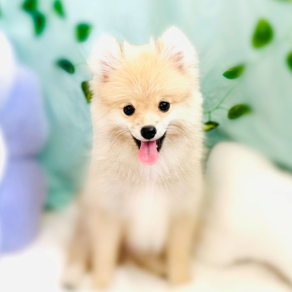 愛知県のポメラニアン (犬の家＆猫の里愛知刈谷店/2026年3月24日生まれ/男の子/オレンジ)の子犬の1枚目の画像