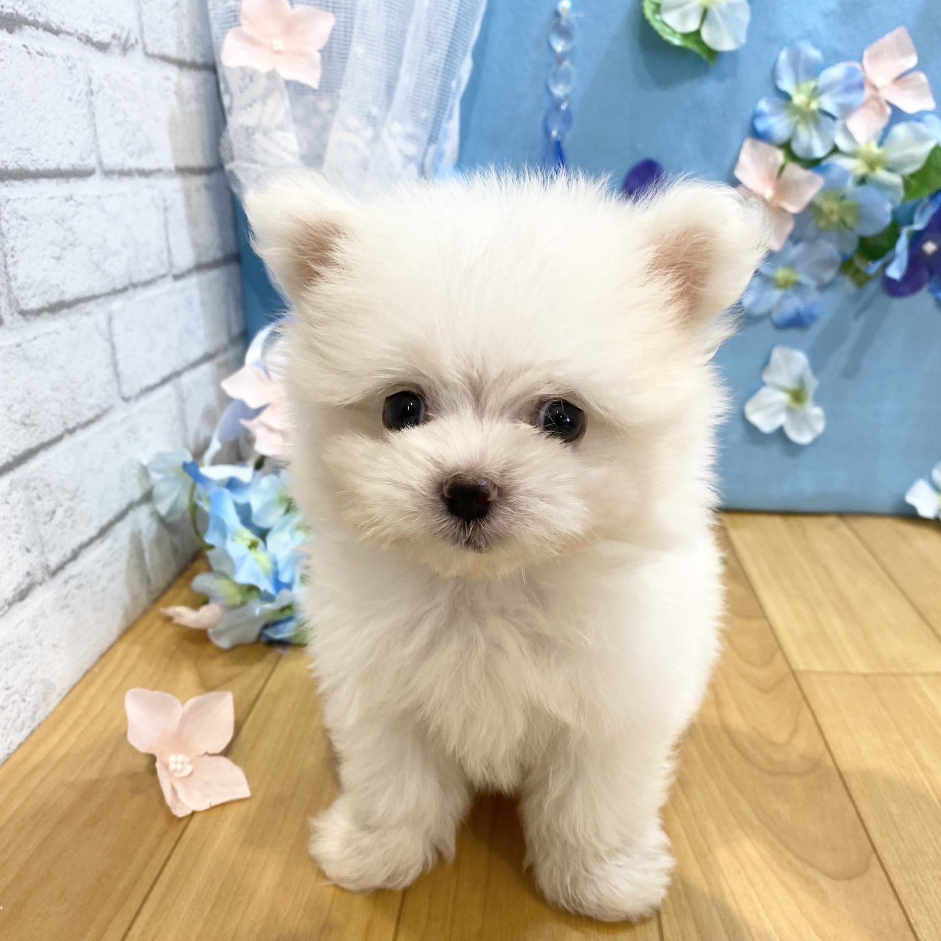 生体画像１０