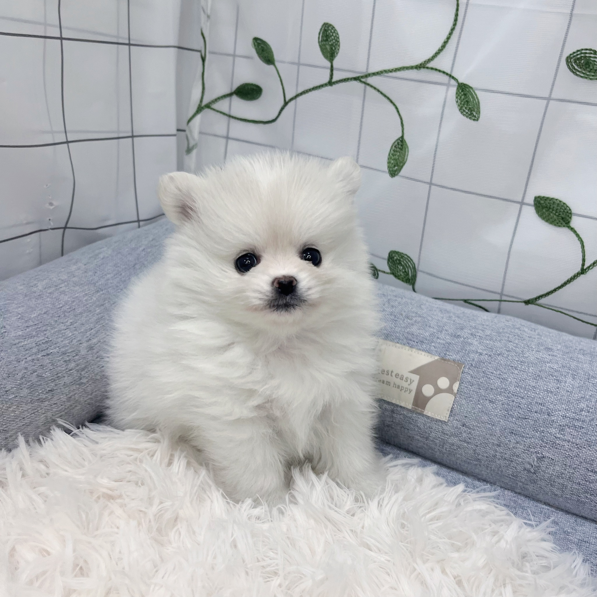 長野県のポメチワ/チワポメ/ポメチー(ポメラニアン×チワワ) (犬の家＆猫の里塩尻店/2026年3月22日生まれ/女の子/ホワイト)の子犬の1枚目の画像