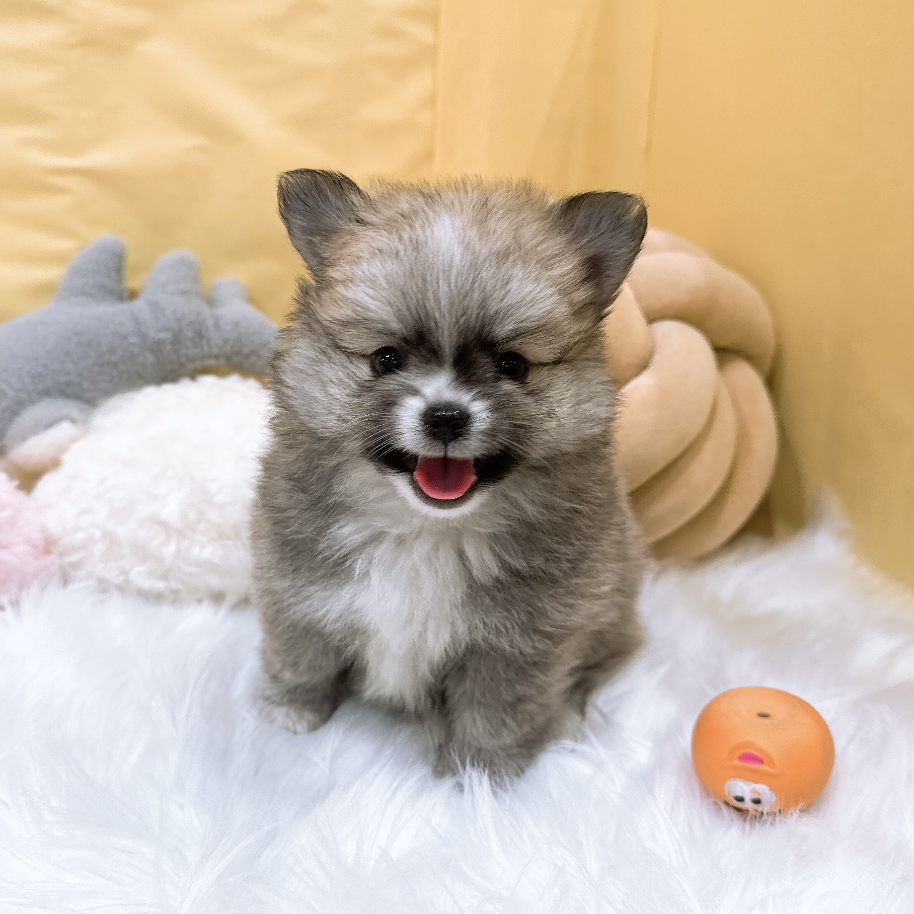 神奈川県のポメチワ/チワポメ/ポメチー(ポメラニアン×チワワ) (犬の家＆猫の里元住吉ブレーメン通り店/2026年3月21日生まれ/女の子/オレンジホワイト)の子犬の1枚目の画像