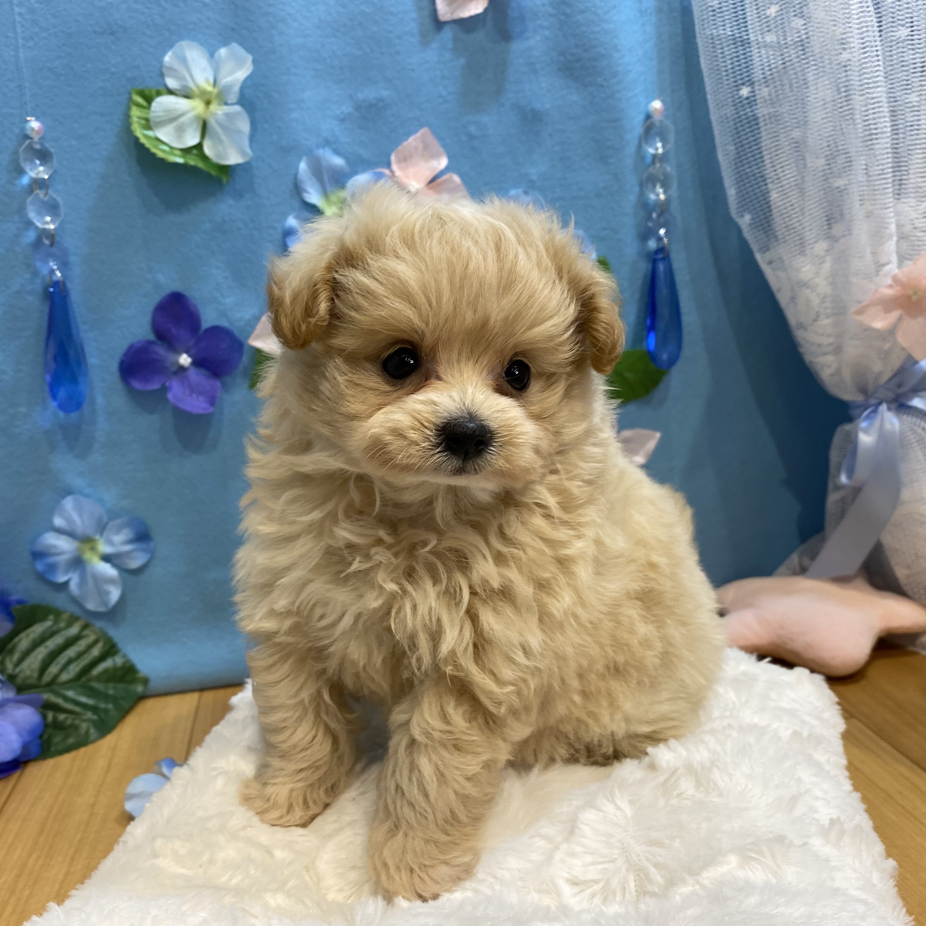 長野県のポメプー(ポメラニアン×プードル) (犬の家＆猫の里カインズ梓川店/2026年3月23日生まれ/女の子/アプリコット)の子犬の1枚目の画像