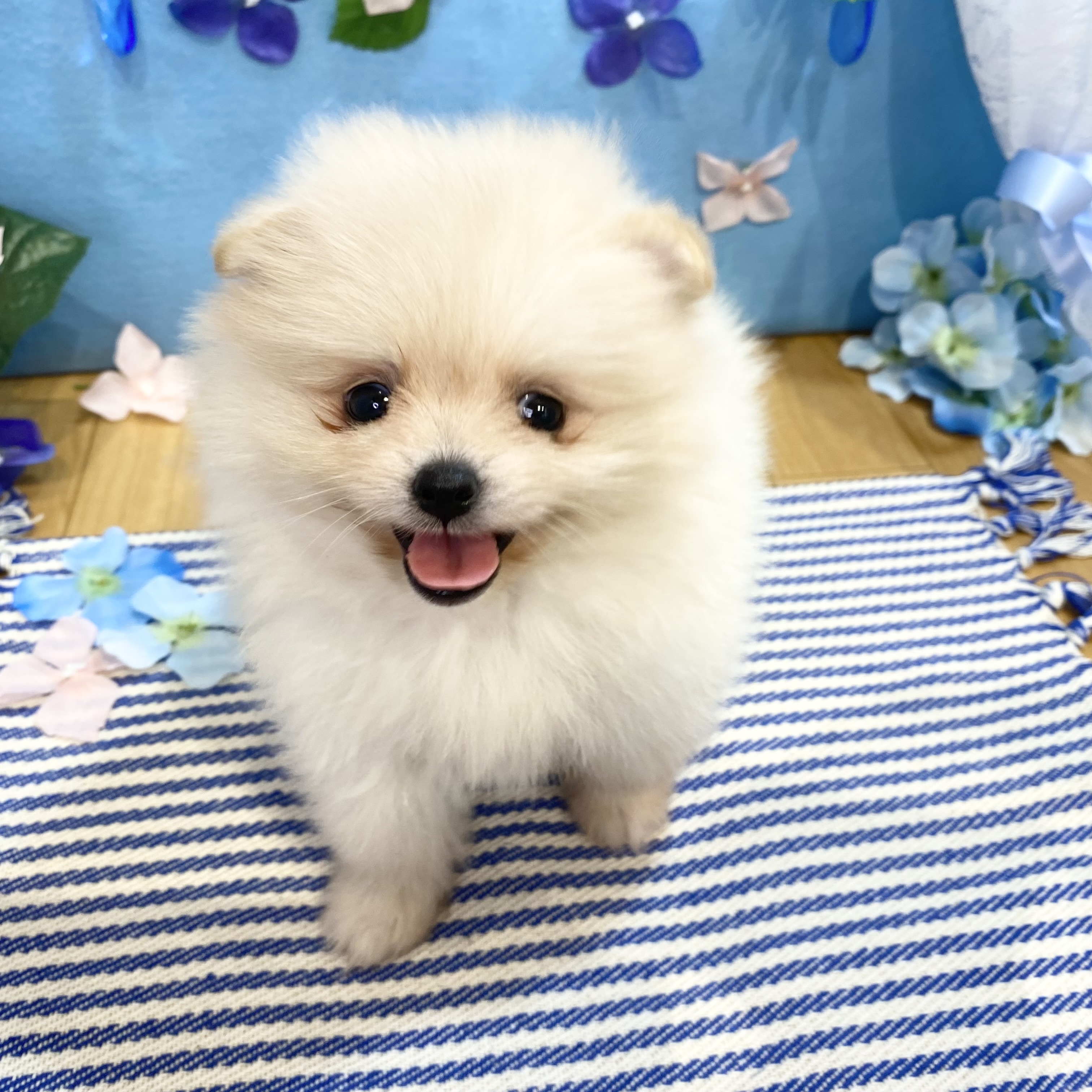 生体画像１０