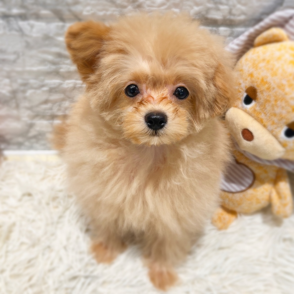 愛知県のポメプー(ポメラニアン×プードル) (犬の家＆猫の里MiO香久山店/2026年4月1日生まれ/男の子/アプリコット)の子犬の1枚目の画像