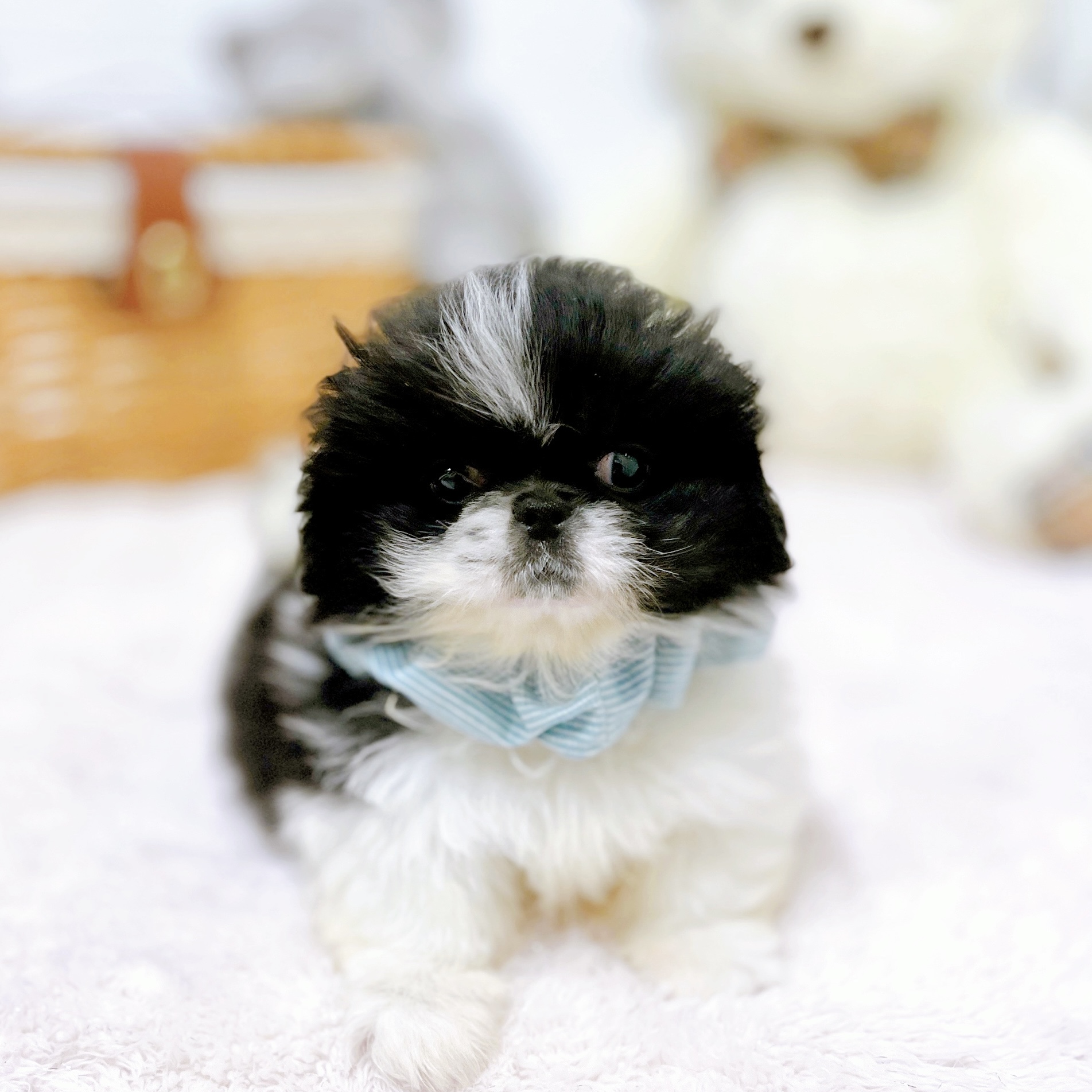滋賀県のペキニーズ (犬の家＆猫の里近江八幡店/2026年4月1日生まれ/男の子/ホワイトブラック)の子犬の1枚目の画像