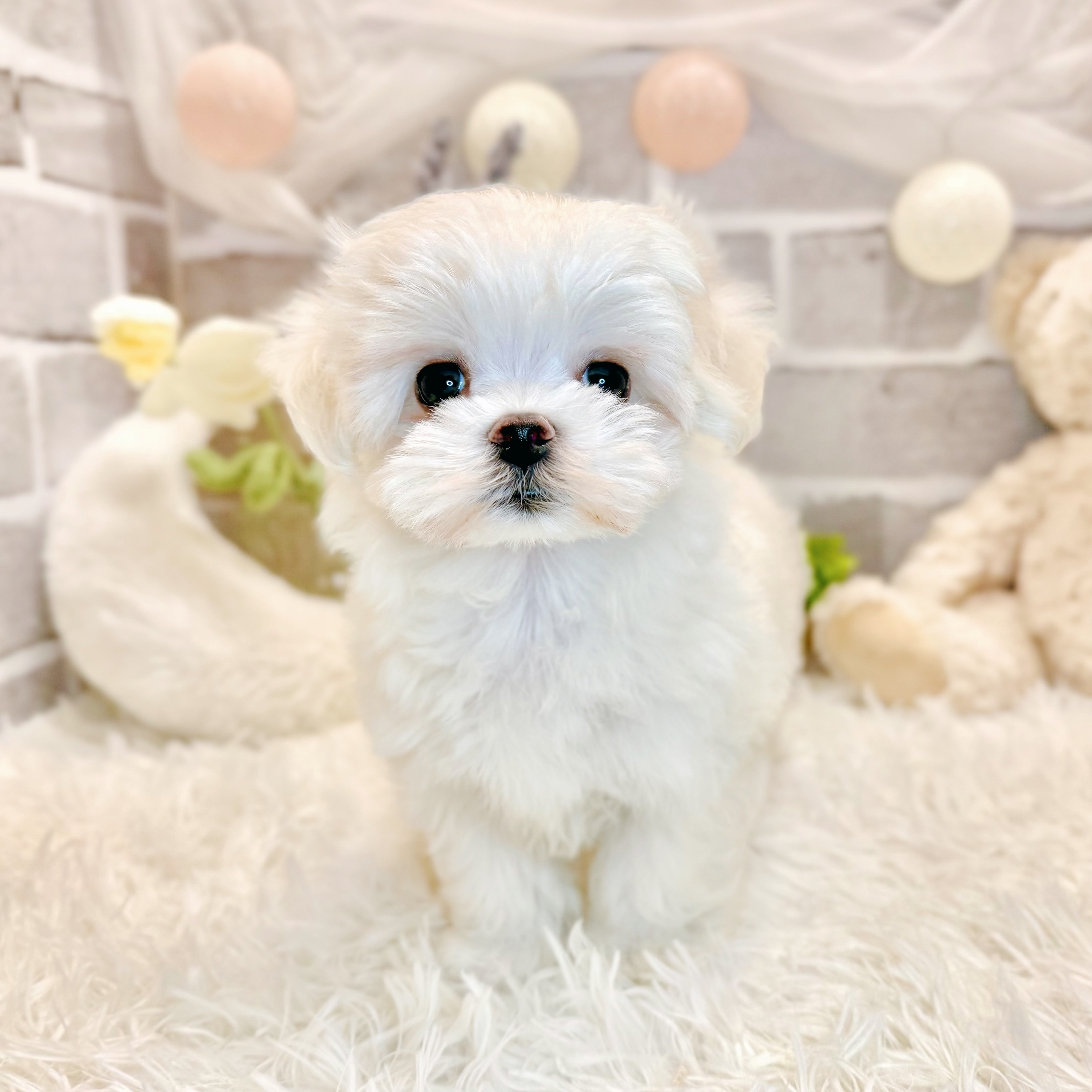 生体画像１０