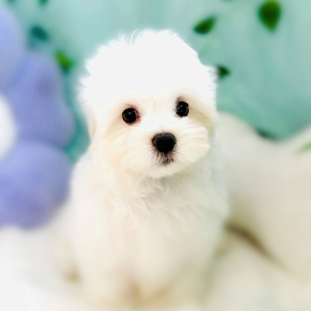 生体画像１０